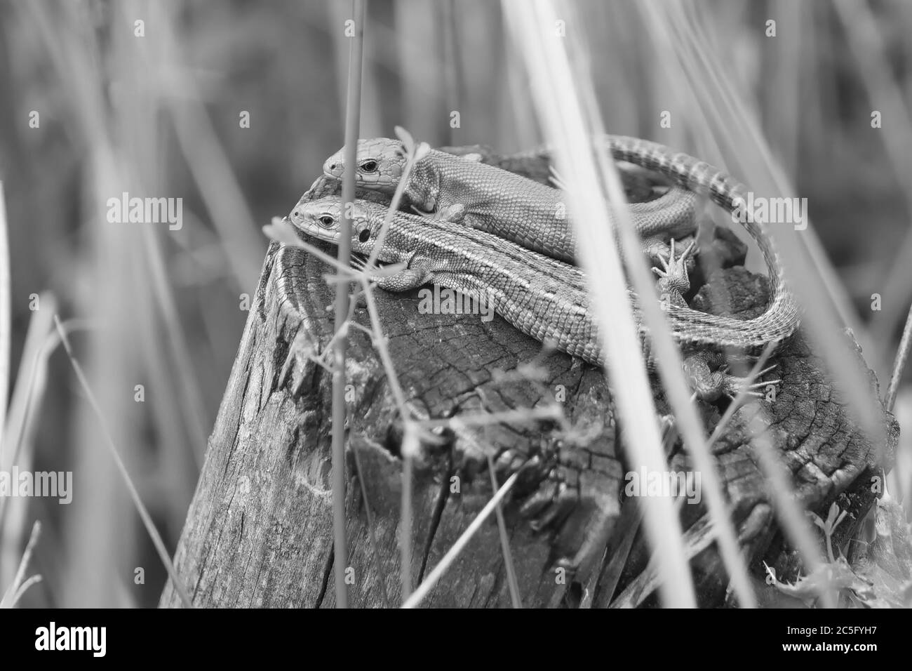 B + W parmi les plantes de milieux humides, ce couple de lézard commun ou vivipare se bask sur un poteau en bois. Les deux regardent la caméra, montrent de l'affection comme les queues se chevauchent Banque D'Images