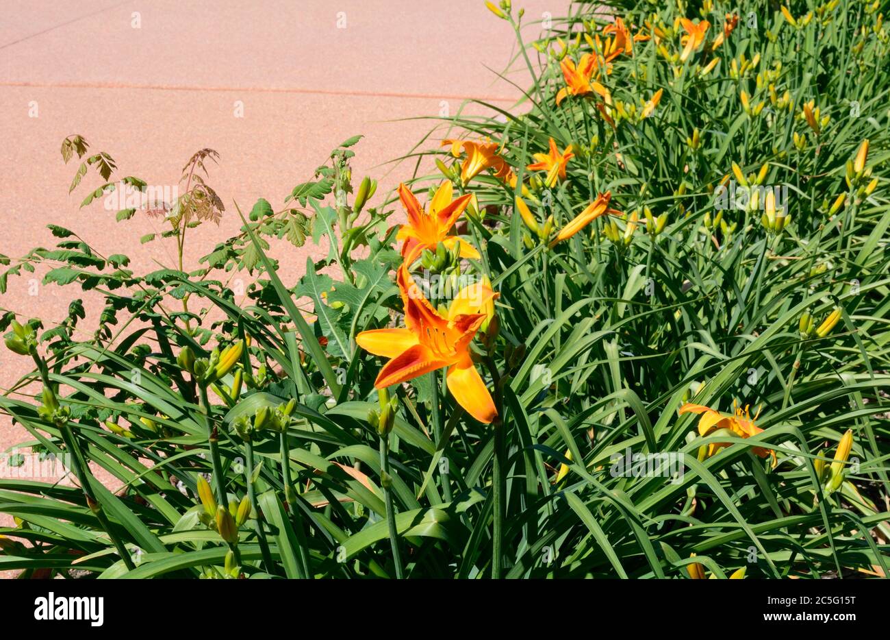 Jardin de fleurs de nénuphars et d'insectes sur le bord du trottoir Banque D'Images