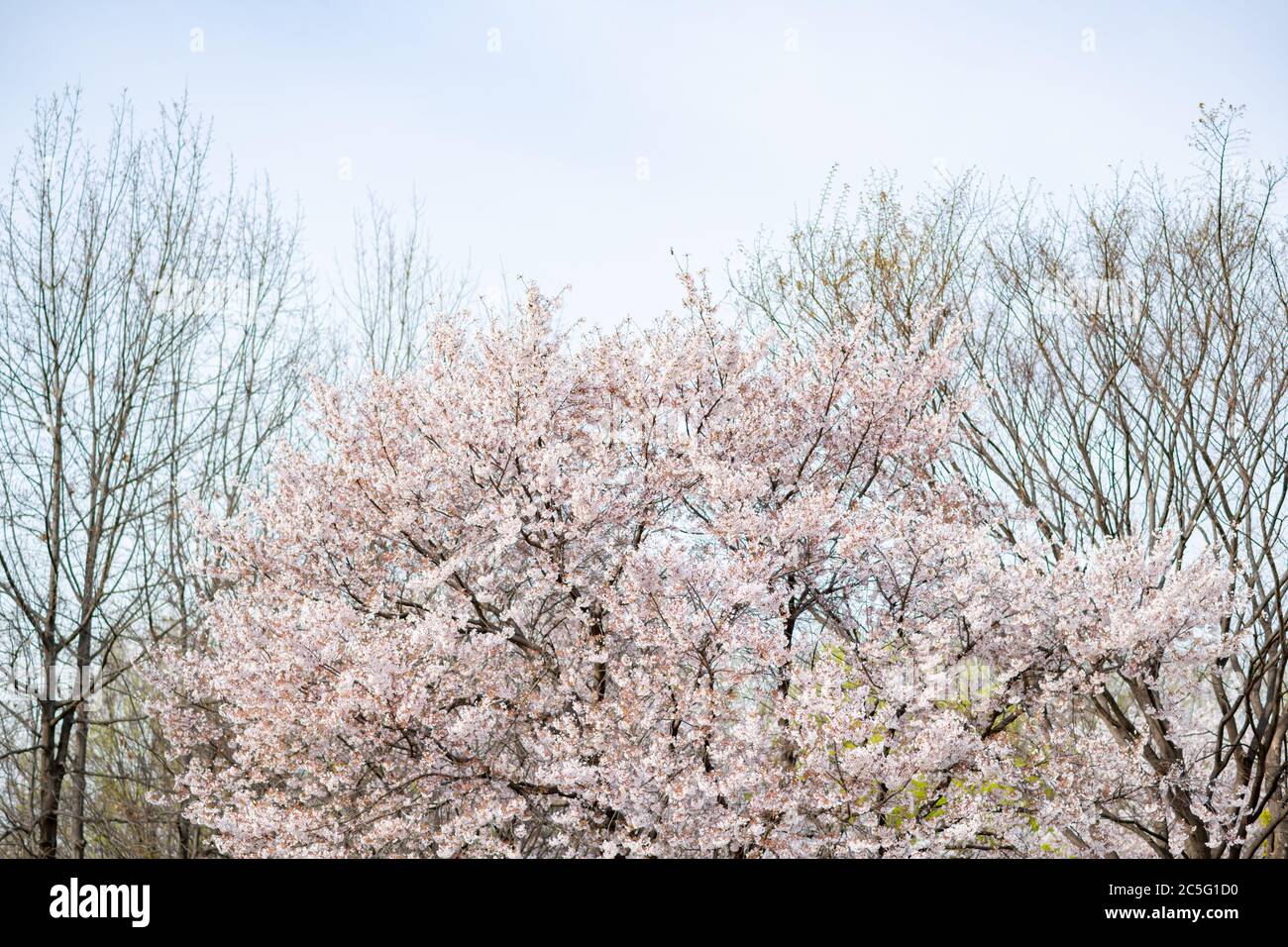 Spring Flowers concept, belle scène de nature avec arbre en fleurs 051 Banque D'Images