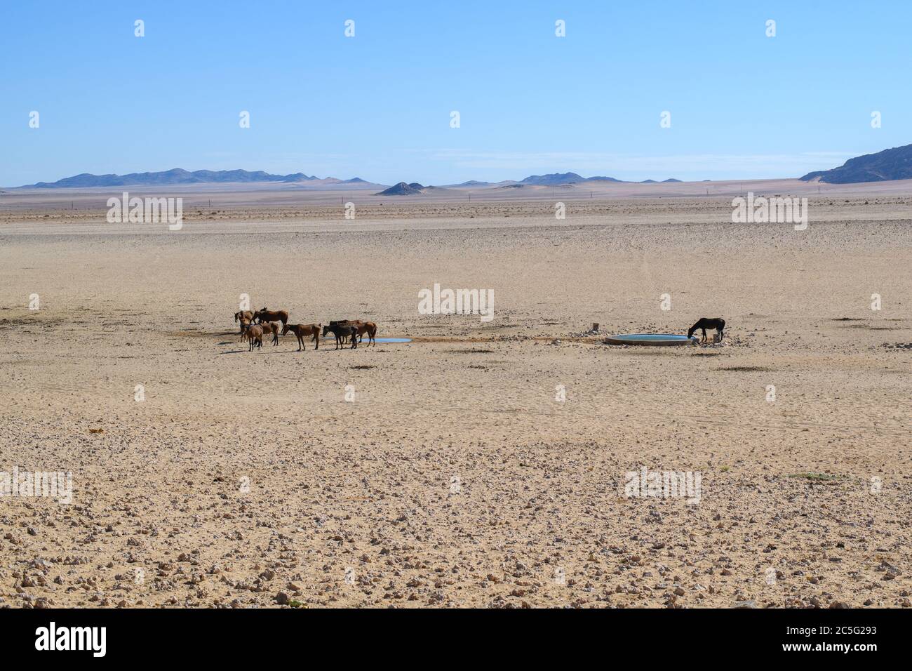 Chevaux sauvages du désert du Namib à Aus, région de Karas, Namibie Banque D'Images