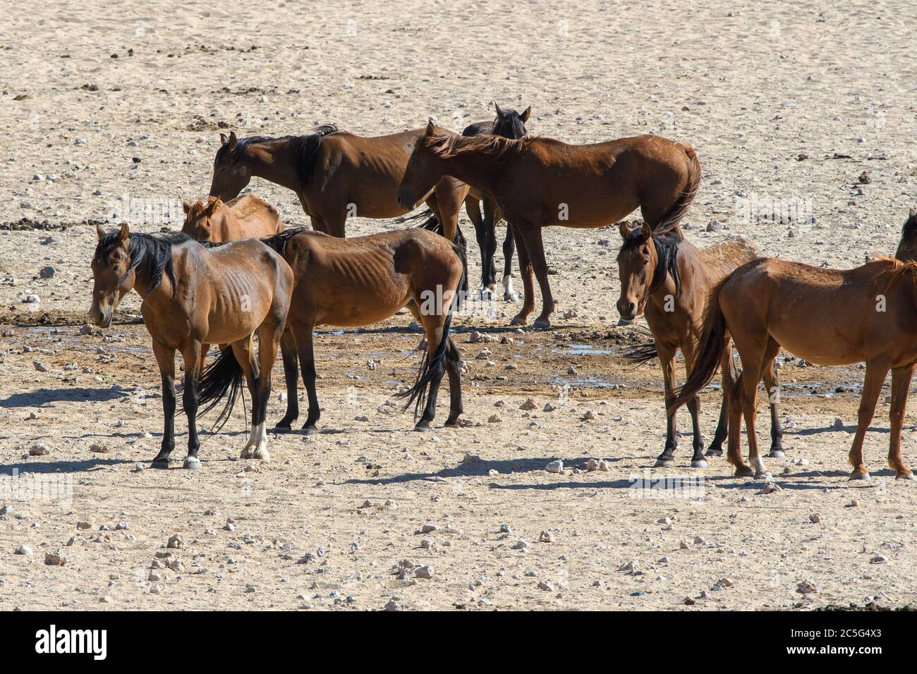 Chevaux sauvages du désert du Namib à Aus, région de Karas, Namibie Banque D'Images