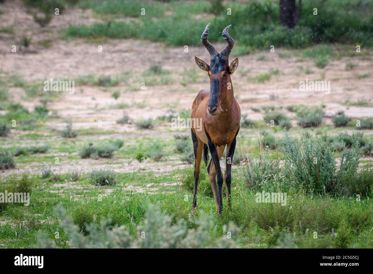 Hartebeest rouge (Alcelaphus buselaphus caama) Kgalagadi, Afrique du Sud Banque D'Images