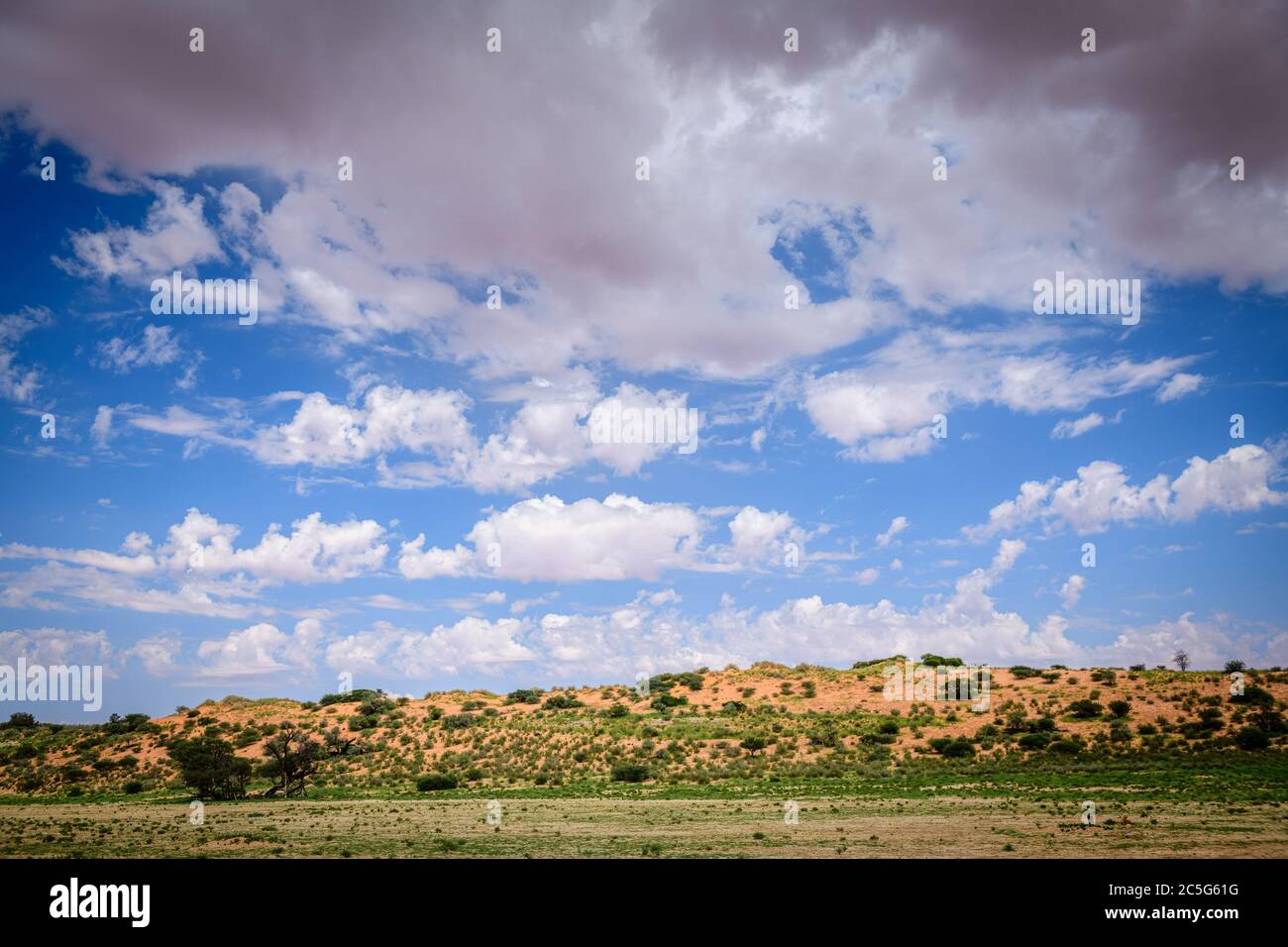 Paysage de Kgalagadi, Afrique du Sud Banque D'Images