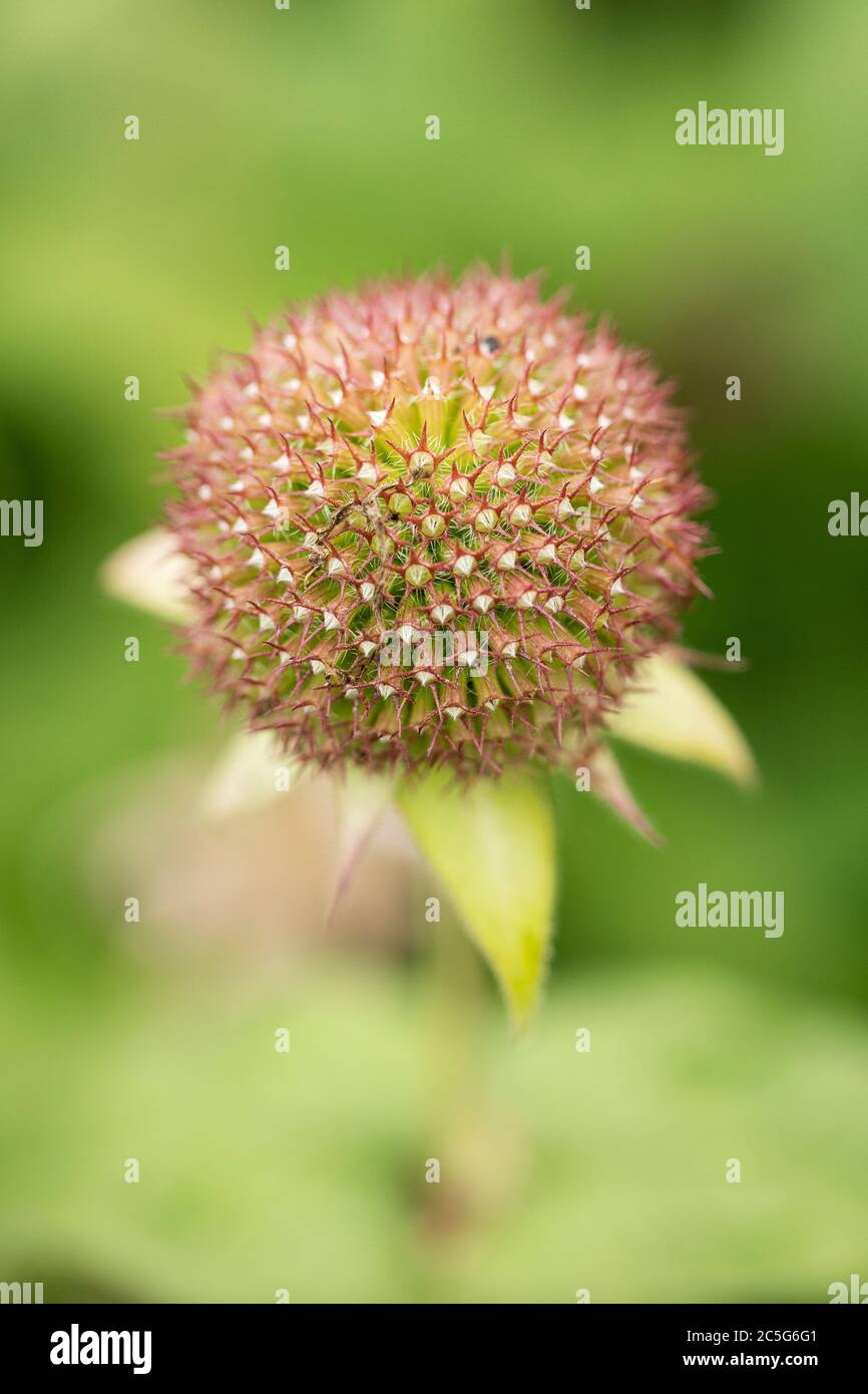 Une gousse de graines de baume d'abeilles orientales (Monarda bradburiana) dans un jardin d'été. Également connu sous le nom de beebbaum de Bradbury et natif de la vallée du Mississippi. Banque D'Images