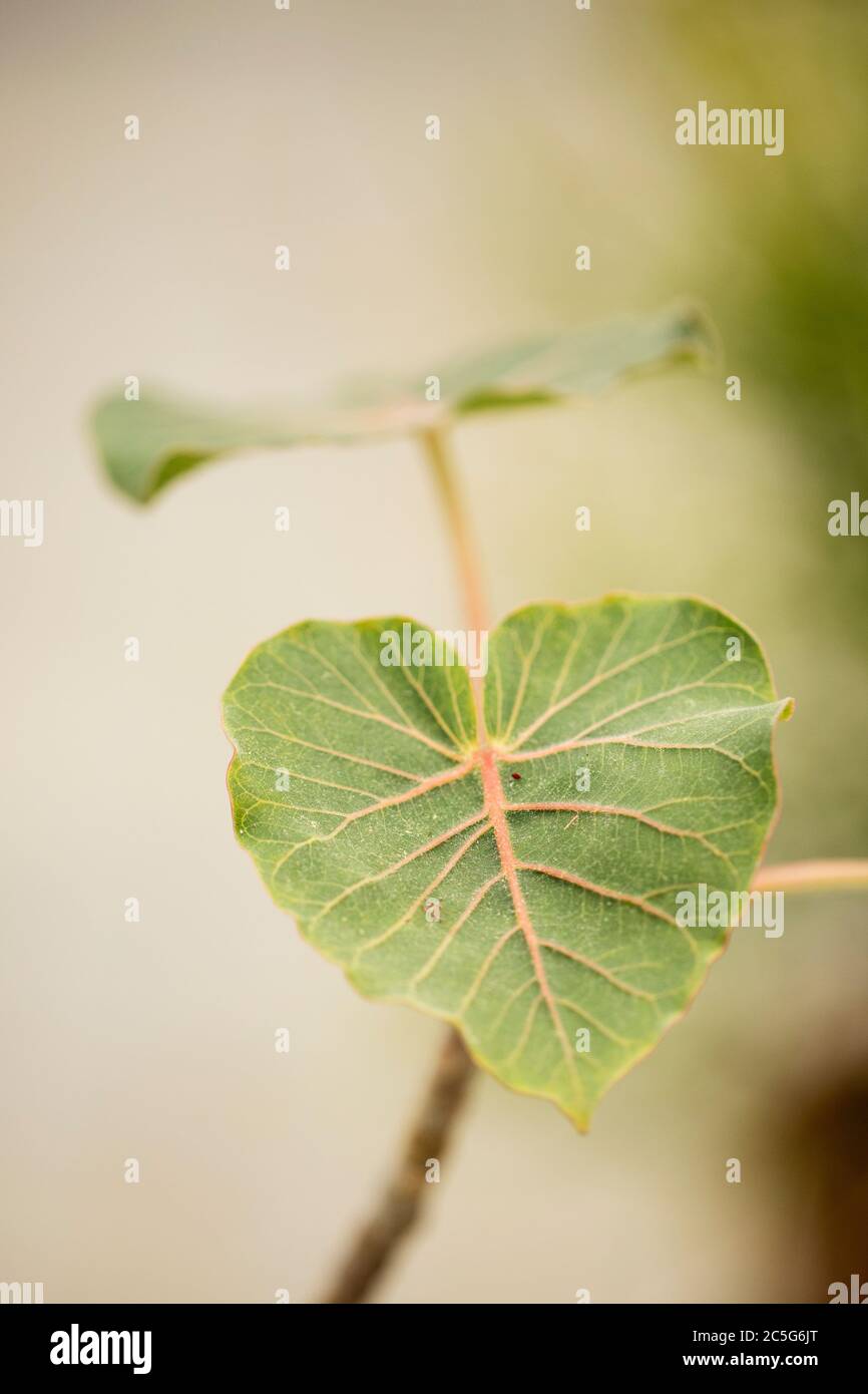 Photo en gros plan de la feuille d'un figuier de roche (Ficus petiolaris), également connu sous le nom de figuier pétiolate et originaire du Mexique. Banque D'Images