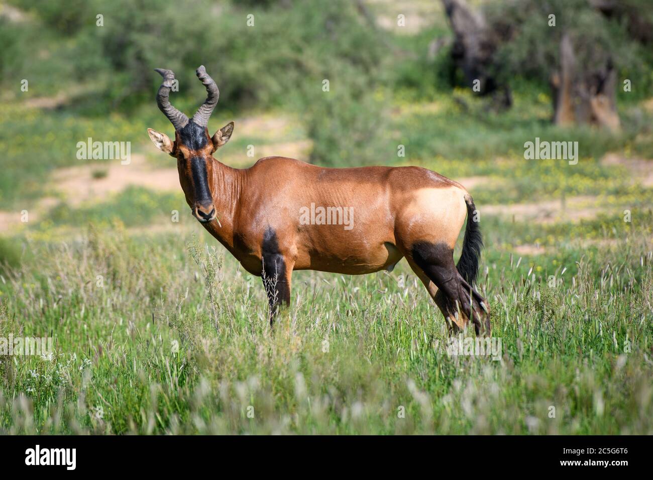 Hartebeest rouge (Alcelaphus buselaphus caama) Kgalagadi, Afrique du Sud Banque D'Images