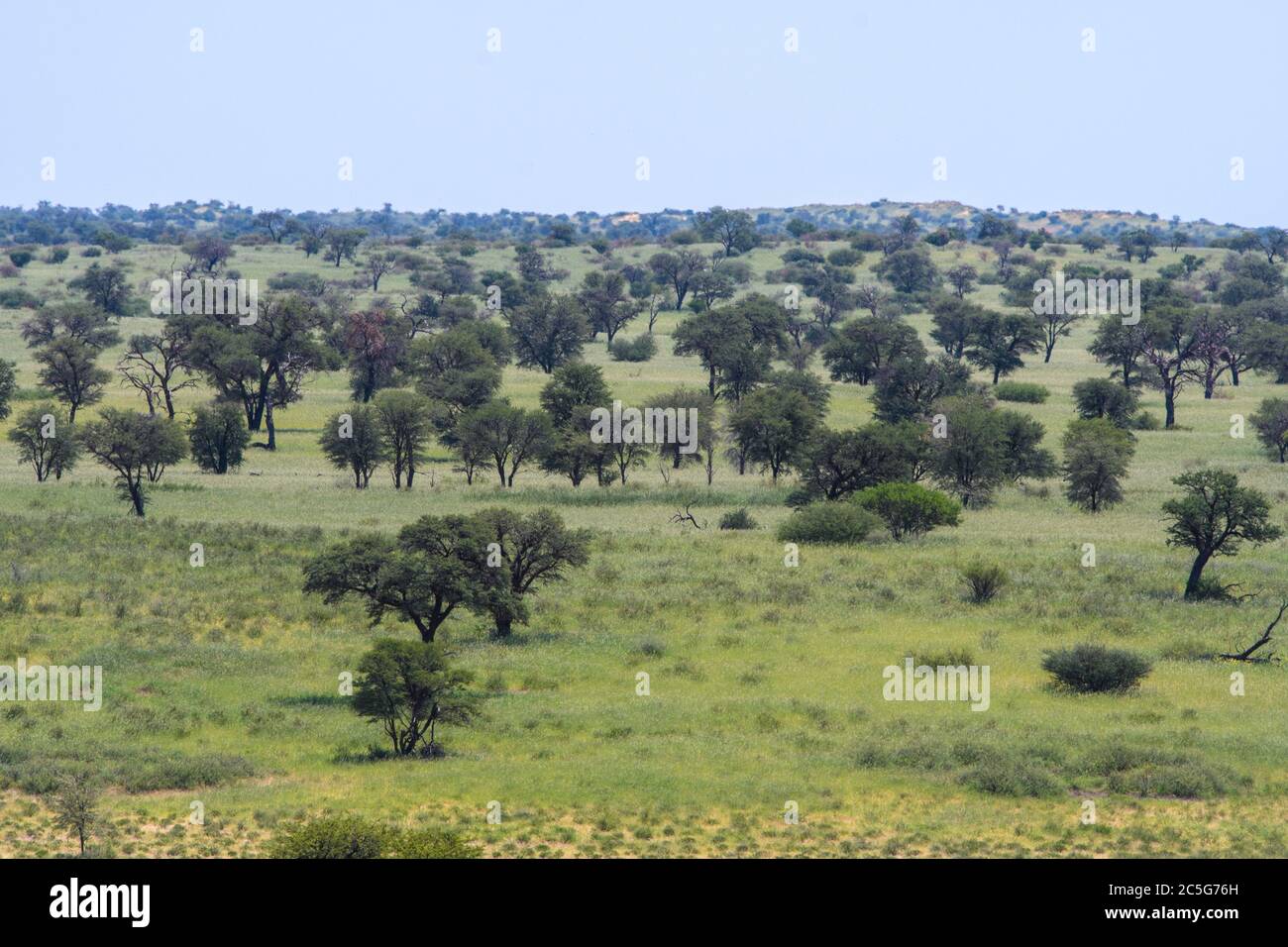 Vue d'ensemble de Kgalagadi, Afrique du Sud Banque D'Images
