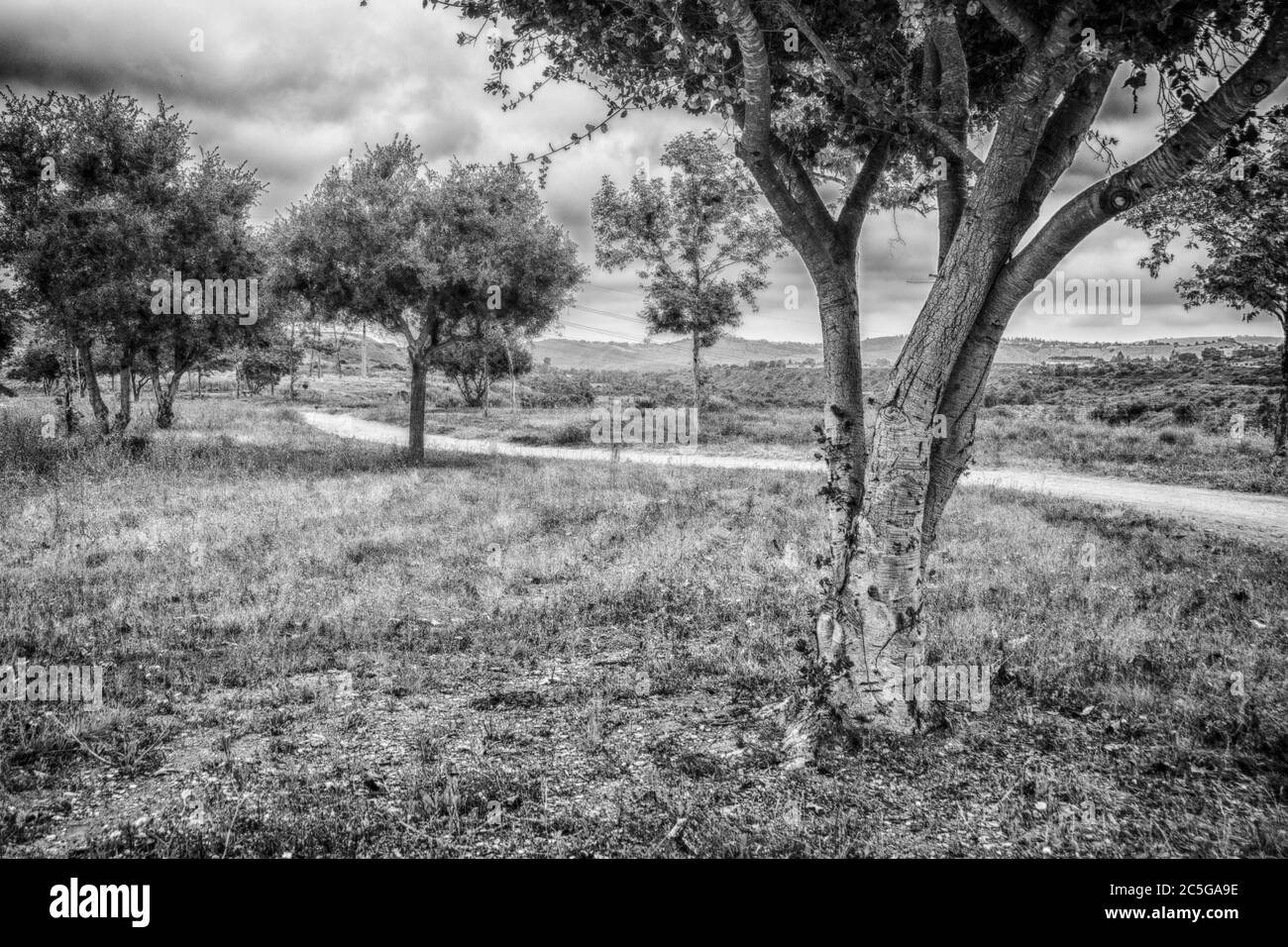 Une belle image de paysage noir et blanc avec des arbres une