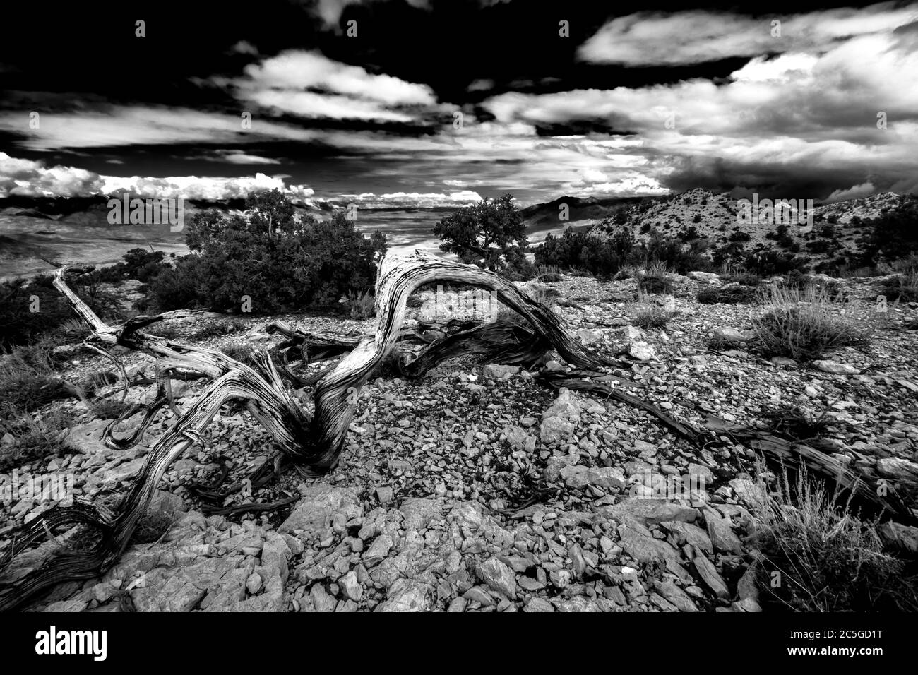 Un arbre abîmé mène l'œil à travers la vallée d'Owen et dans le ciel infini. Banque D'Images
