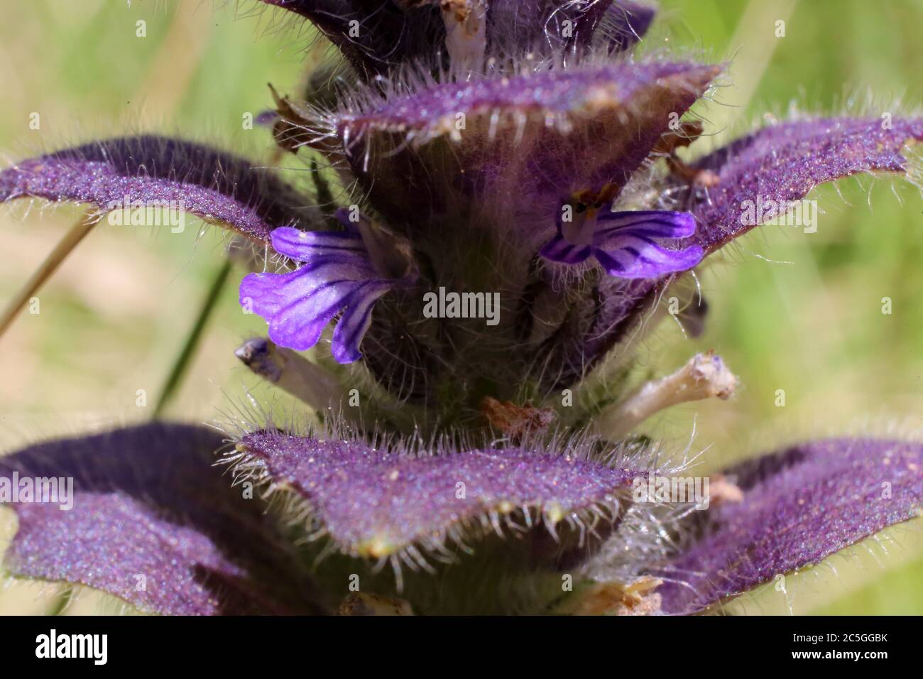 Ajuga pyramidalis, Bugle pyramidal. Plante sauvage en été. Banque D'Images
