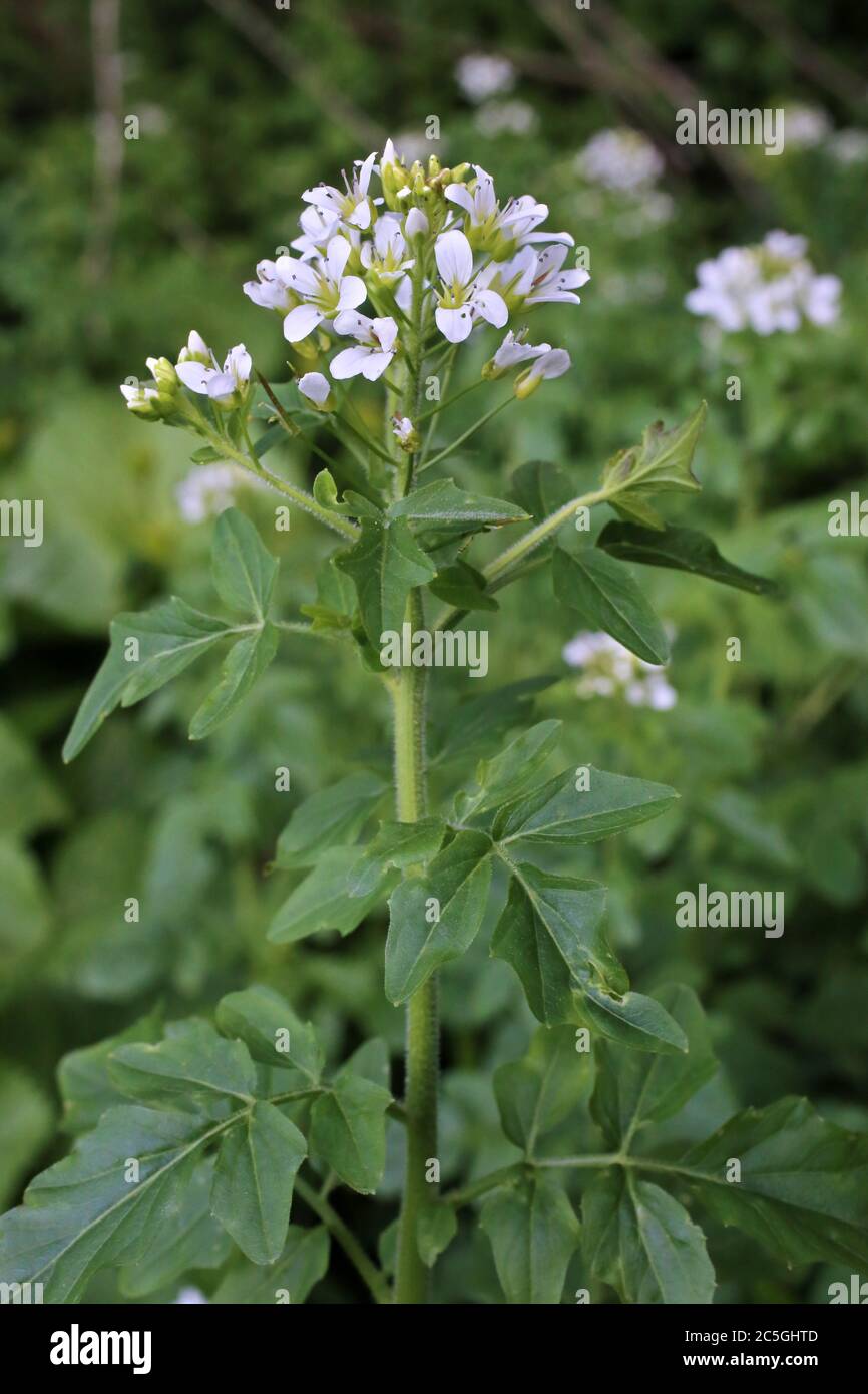 Cardamine amara subsp. Balcanica - plante sauvage en été. Banque D'Images
