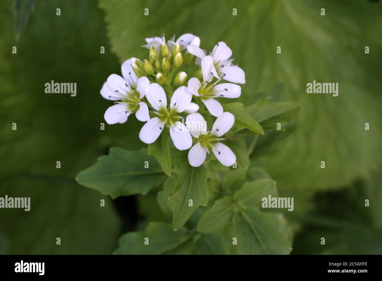 Cardamine amara subsp. Balcanica - plante sauvage en été. Banque D'Images