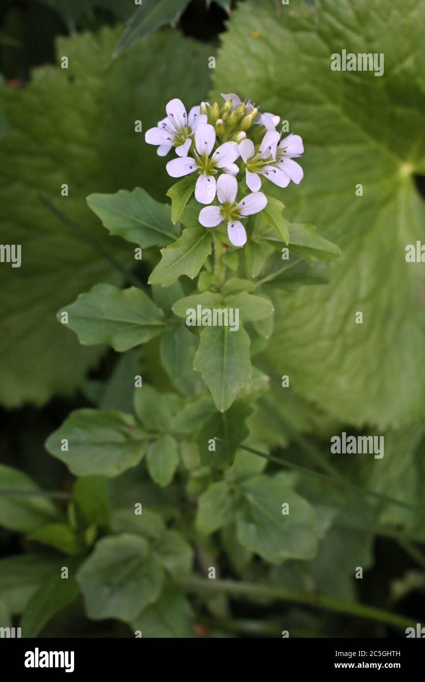 Cardamine amara subsp. Balcanica - plante sauvage en été. Banque D'Images