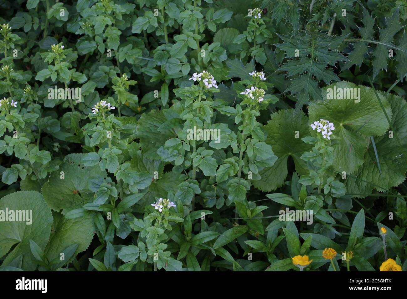 Cardamine amara subsp. Balcanica - plante sauvage en été. Banque D'Images
