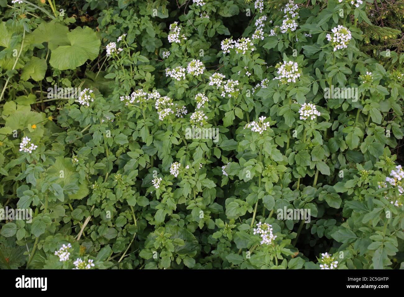 Cardamine amara subsp. Balcanica - plante sauvage en été. Banque D'Images