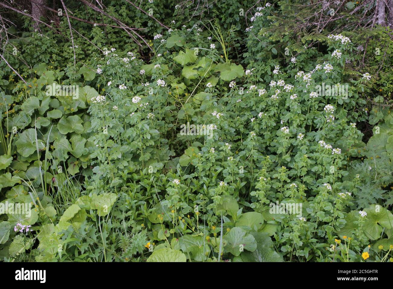 Cardamine amara subsp. Balcanica - plante sauvage en été. Banque D'Images