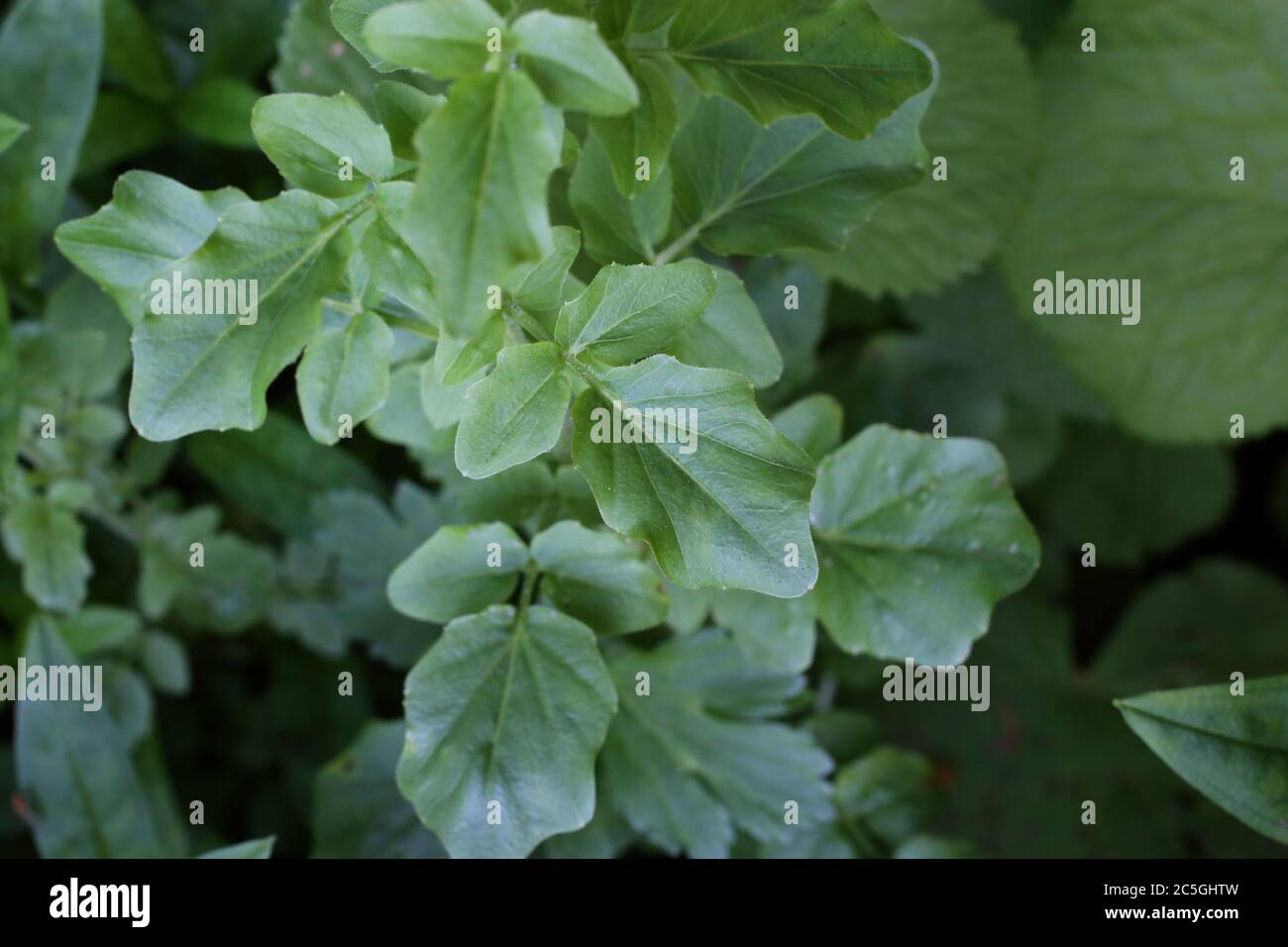 Cardamine amara subsp. Balcanica - plante sauvage en été. Banque D'Images