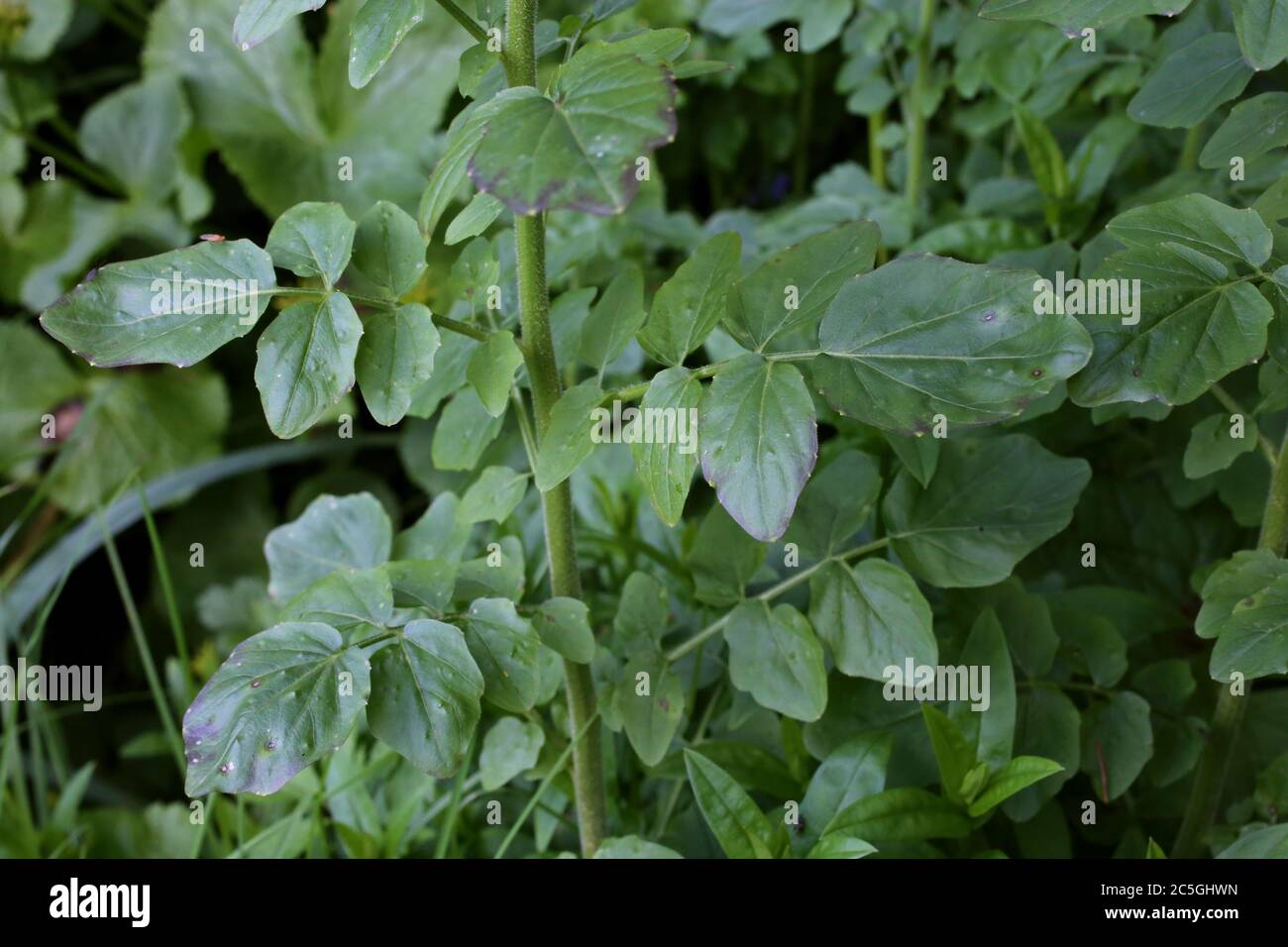 Cardamine amara subsp. Balcanica - plante sauvage en été. Banque D'Images