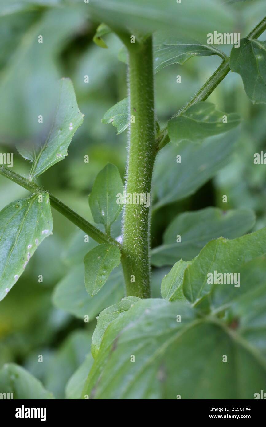 Cardamine amara subsp. Balcanica - plante sauvage en été. Banque D'Images