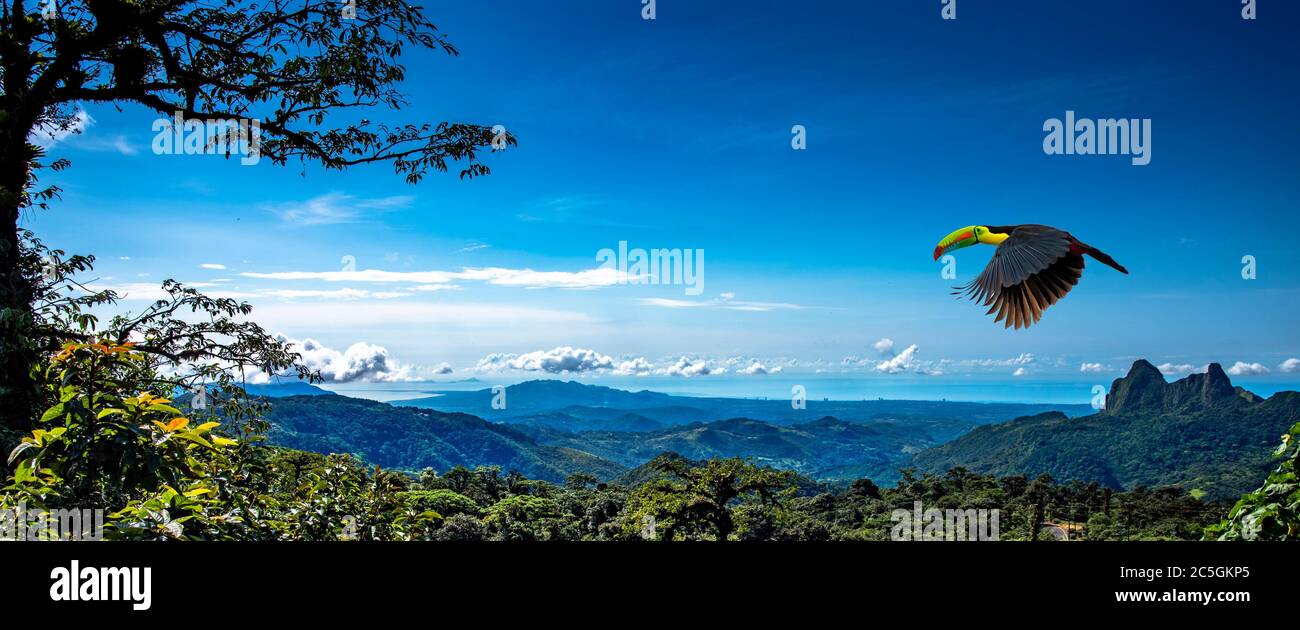 Le toucan à bec de quille, également connu sous le nom de toucan à bec arc-en-ciel en vol au-dessus des montagnes du panorama du ciel bleu de Panama Banque D'Images