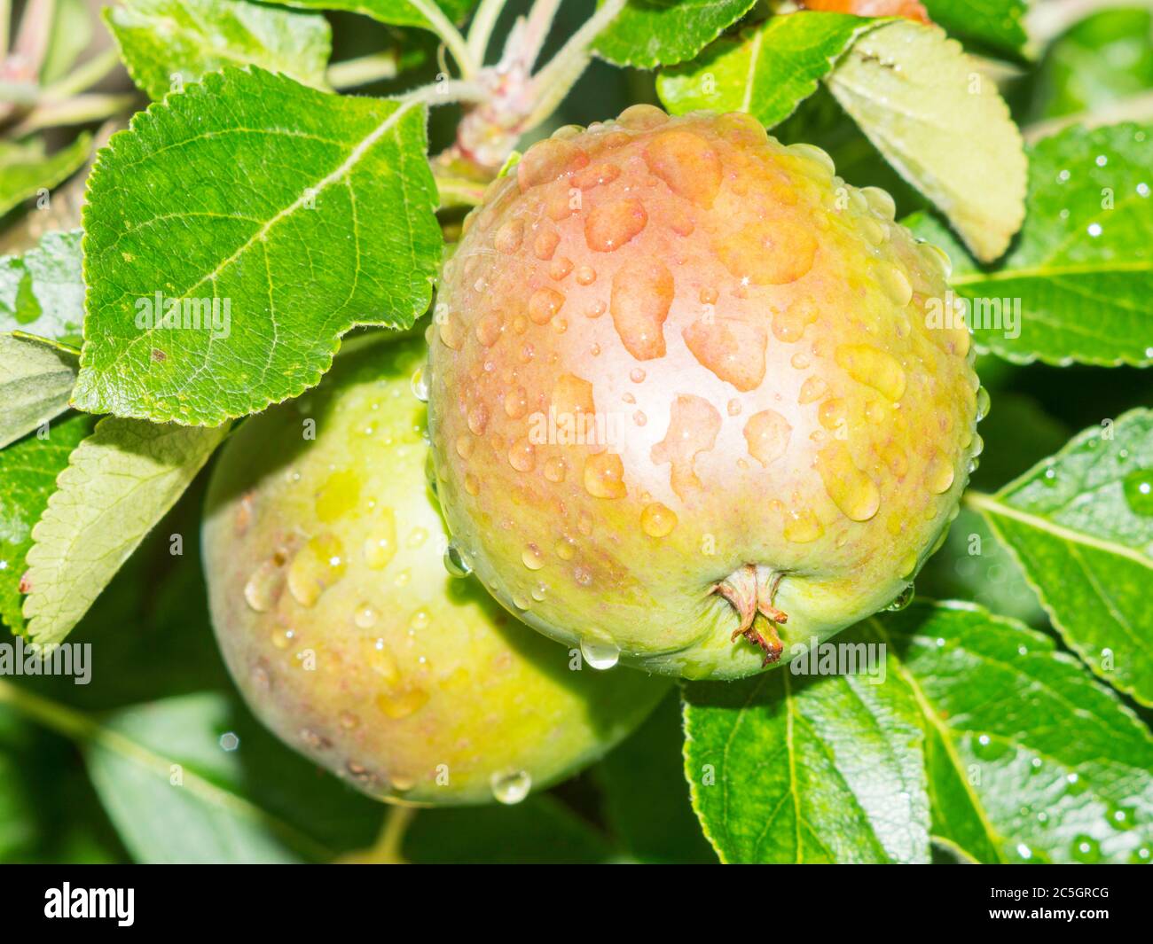 Raindrops sur le mûrissement immature des fruits de la pomme Malus domestica James Grieve, nord de l'Angleterre, Royaume-Uni Banque D'Images