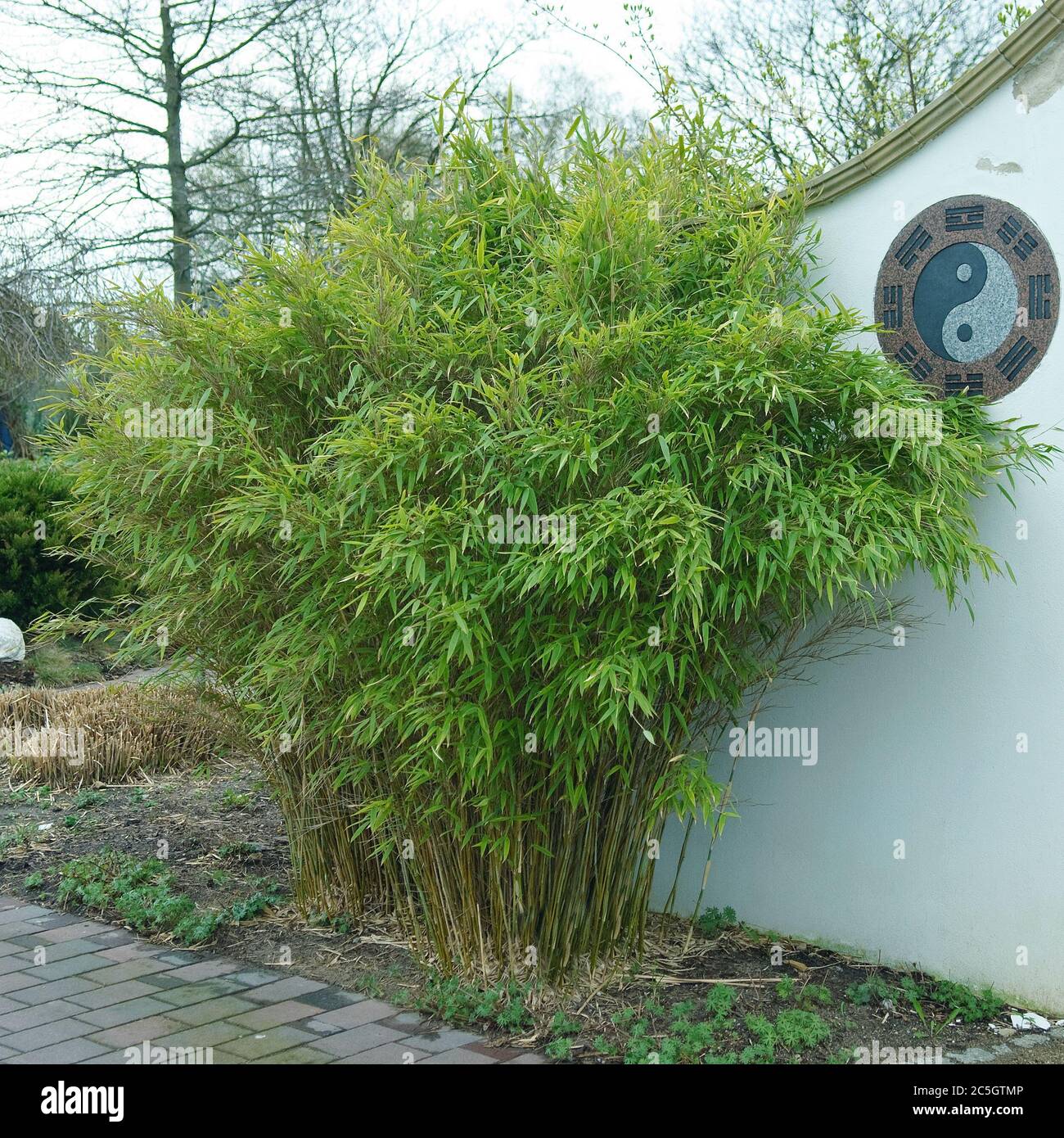 Garten bambus Banque de photographies et d’images à haute résolution