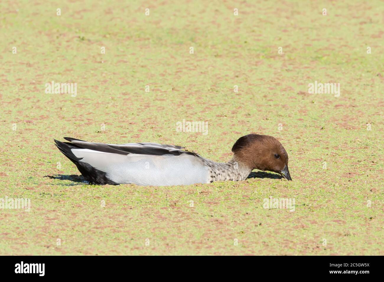 Canard à bois australien mâle, Chenonetta jubata, mangeant des mauvaises herbes d'étang. Banque D'Images