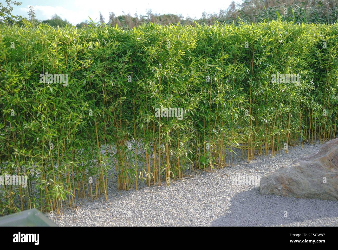 Gelbgruben-Flachrohrbambus Phyllostachys aureosulcata fo. Aureocaulis Banque D'Images