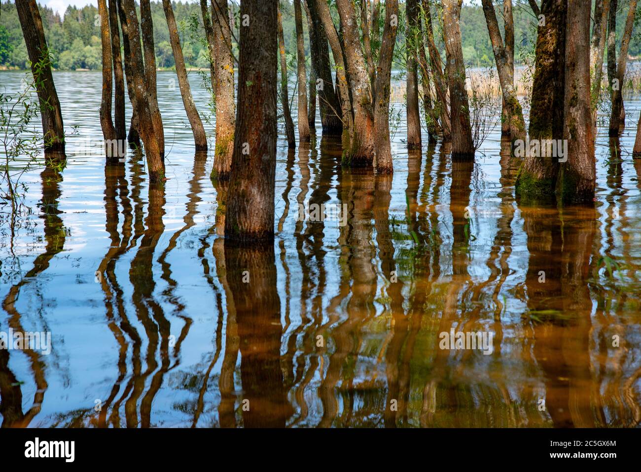 Arrière-plan naturel abstrait. Les saules poussent à l'eau. Banque D'Images