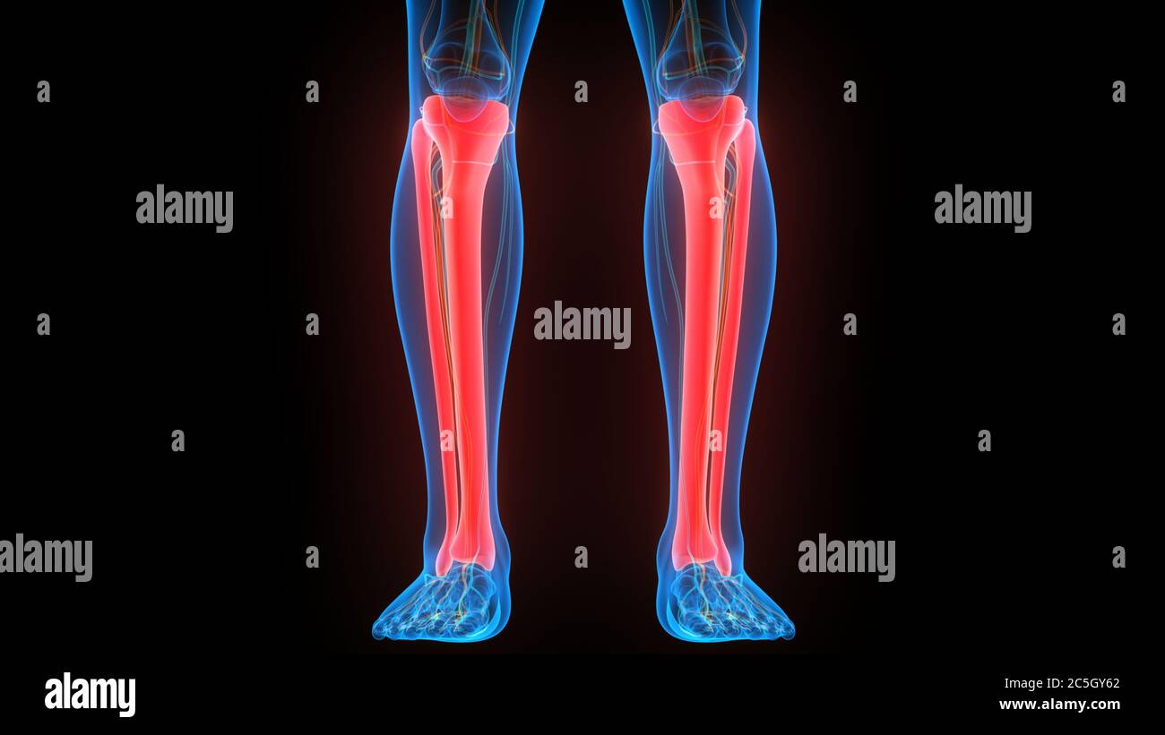 Système De Squelette Humain Tibia Et Fibula Joints Osseux Anatomy Photo ...