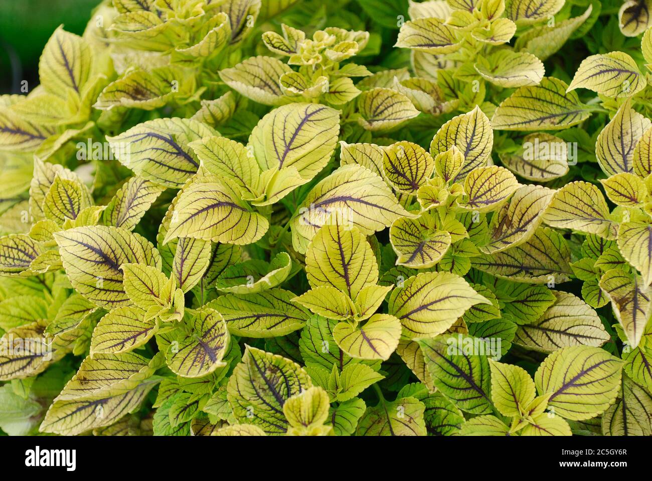 Coleus blumei Nevada Banque D'Images