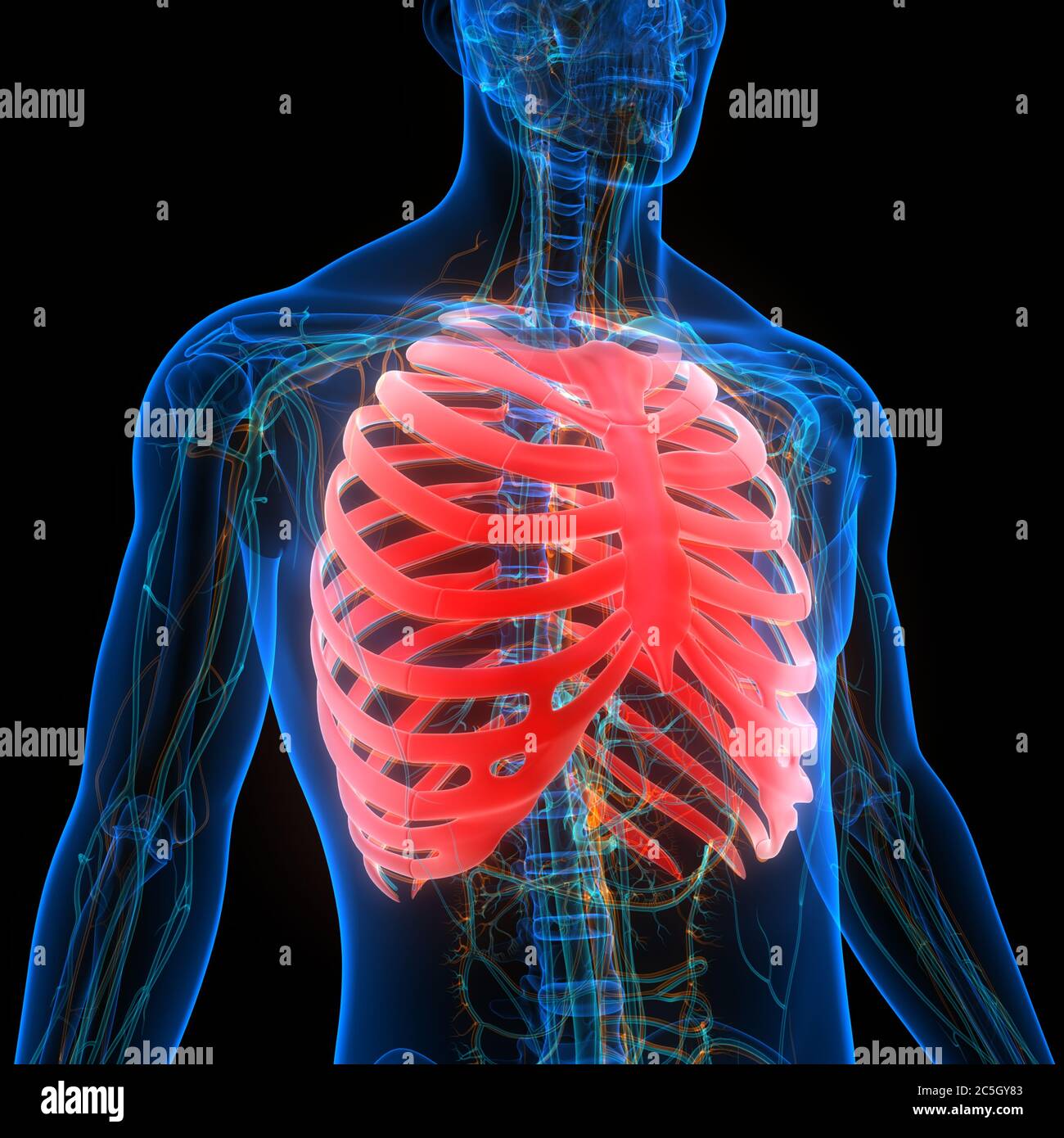 Anatomie Des Joints Osseux De Cage De Nervure Du Système De Squelette Humain Banque D'Images