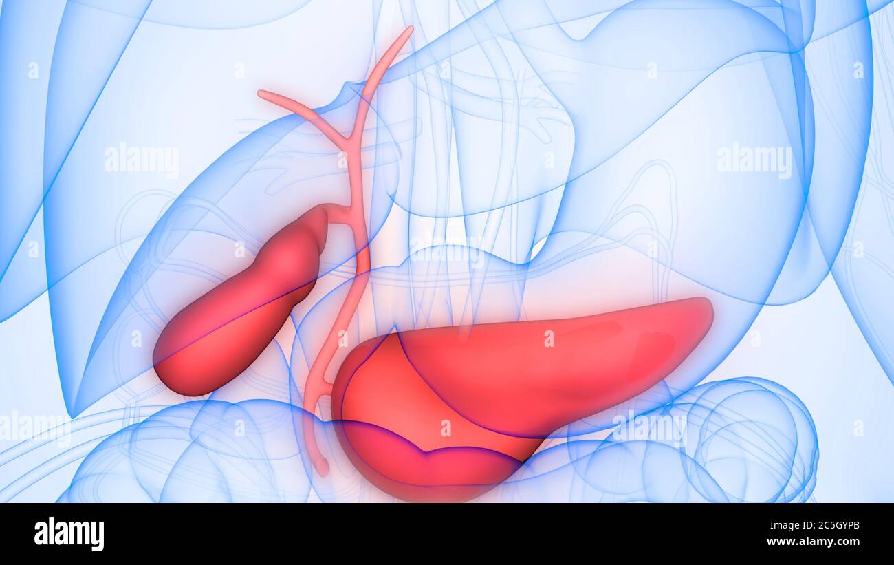 Organes internes humains pancréas avec vésicule biliaire Anatomie Banque D'Images