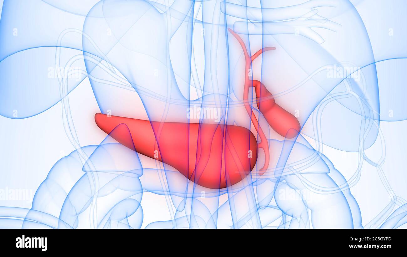 Organes internes humains pancréas avec vésicule biliaire Anatomie Banque D'Images