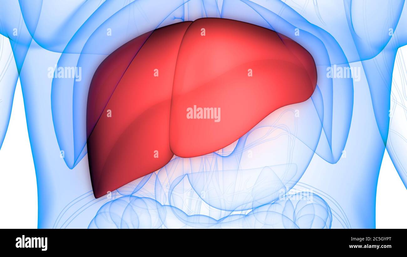 L'Organe digestif interne Anatomie du foie Banque D'Images