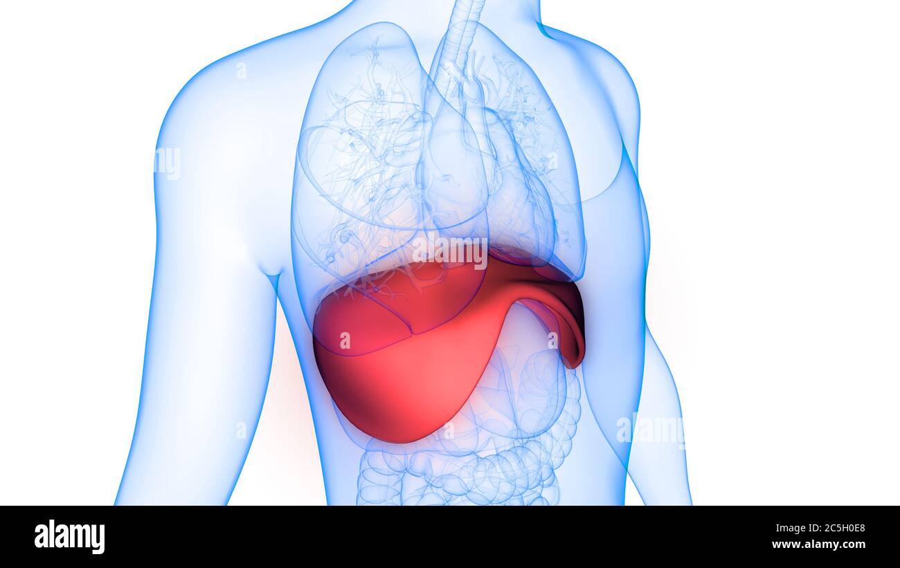 Système respiratoire humain Anatomie diaphragme Banque D'Images