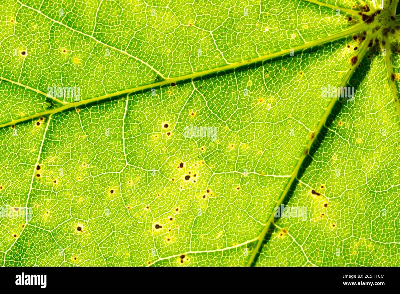 Gros plan vue détaillée d'une feuille d'un arbre sycomore (Acer pseudoplatanus) montrant les veines et la structure cellulaire Banque D'Images