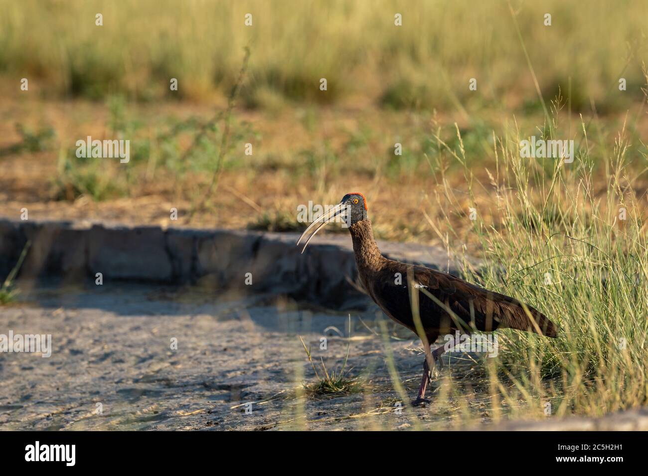 Ibis à chapes rouges ou ibis noir indien ou Pseudibis papillosa à proximité au sanctuaire de chapaar tal rajasthan inde. Banque D'Images