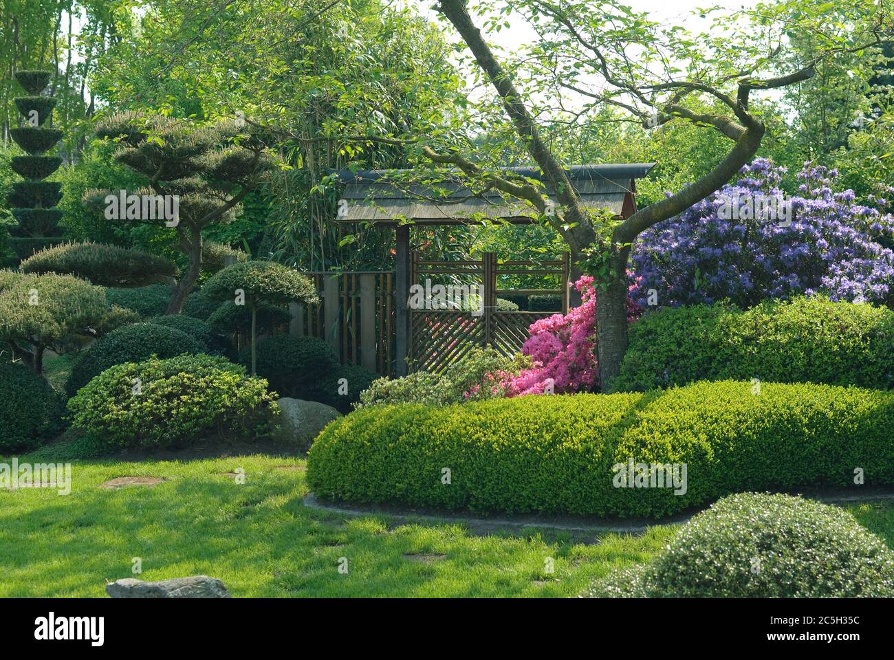 Japanischer Garten, Buchsbaum Buxus sempervirens Suffruticosa, Krummholzkierfer Pinus mugo var. Pumilio Banque D'Images