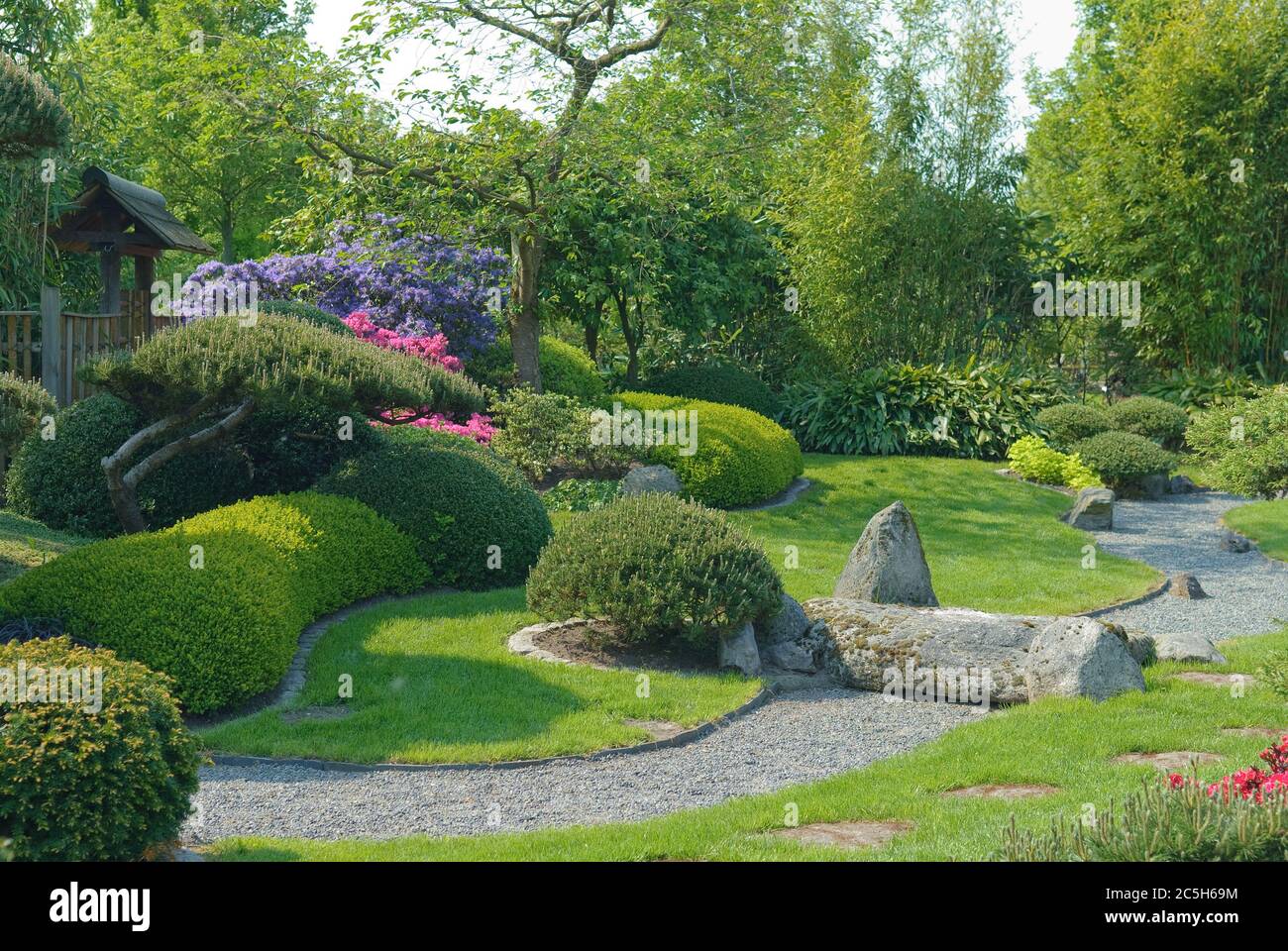 Japanischer Garten, Krumholzkiefer Pinus mugo var. Pumilio, Buchsbaum Buxus sempervirens Suffruticosa, Bambus Phyllostachys Banque D'Images