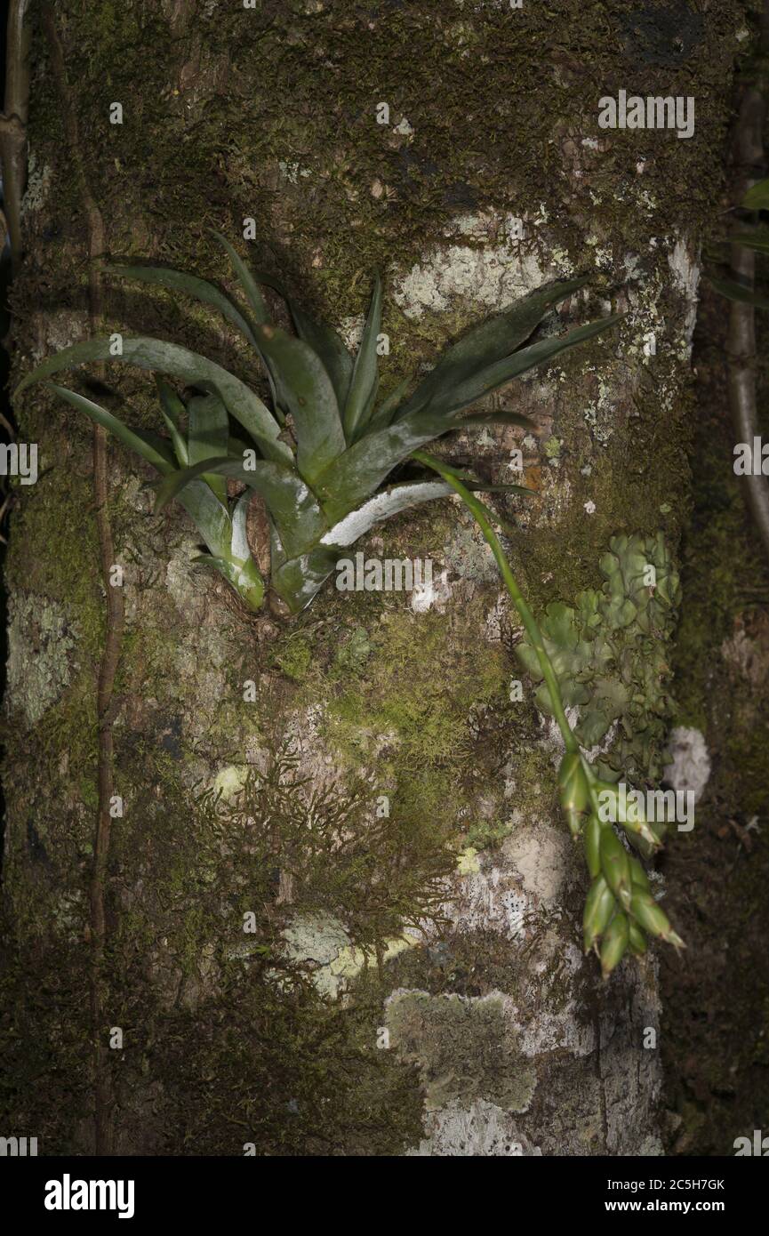 Epiphite Bromeliad, Catopsis nutans, Bromeliaceae, Réserve forestière de Monteverde Cloud, Costa Rica, Centroamerica Banque D'Images