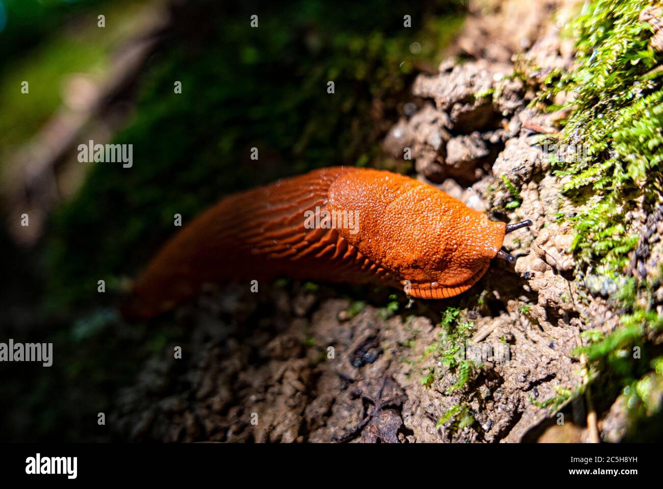 Gros plan d'un escargot rouge sur le sol d'une forêt Banque D'Images