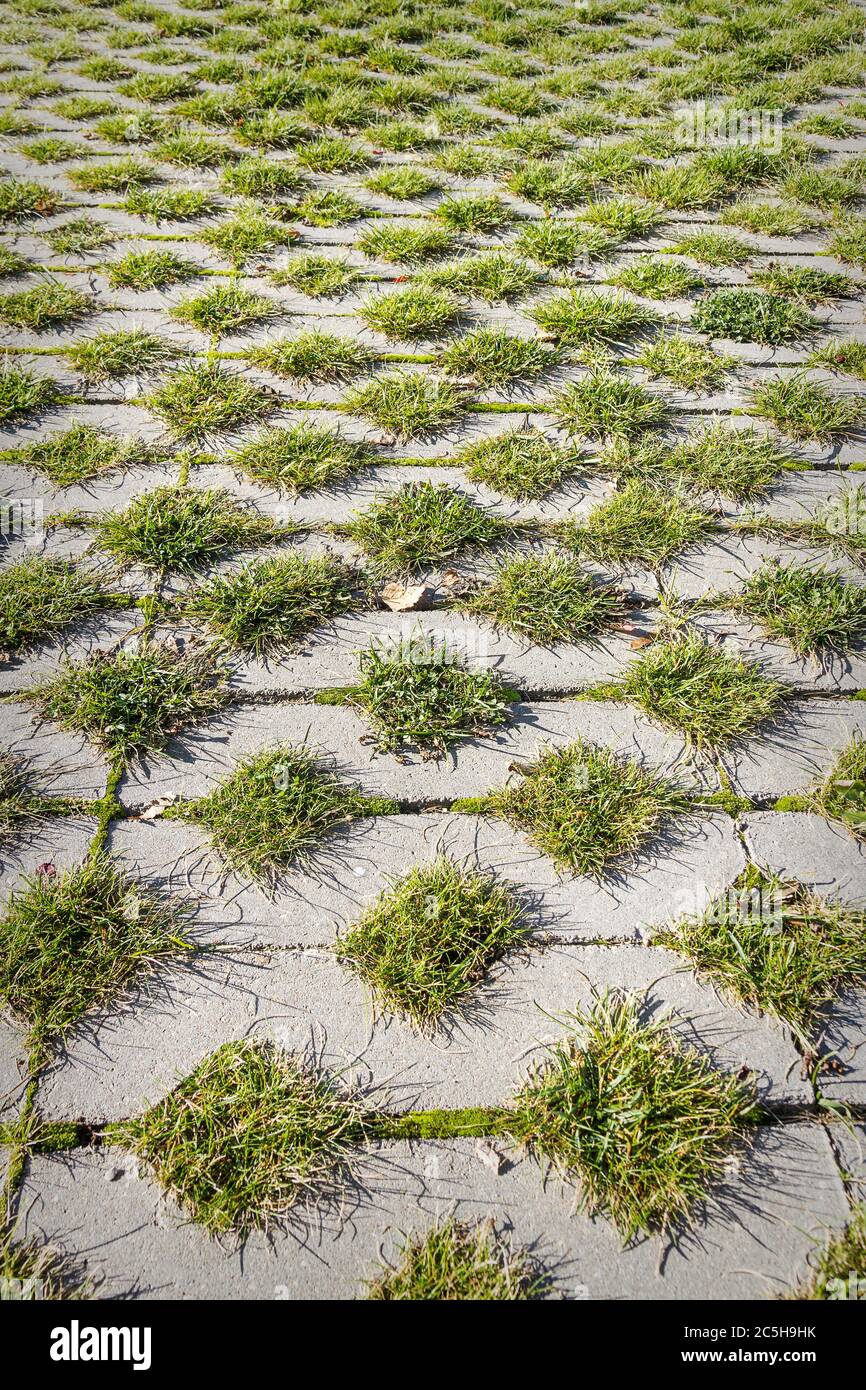 Herbe verte entre les carreaux carrés du trottoir. Chaussée d'herbe et de ciment. Arrière-plan de la texture de stationnement écologique. Banque D'Images