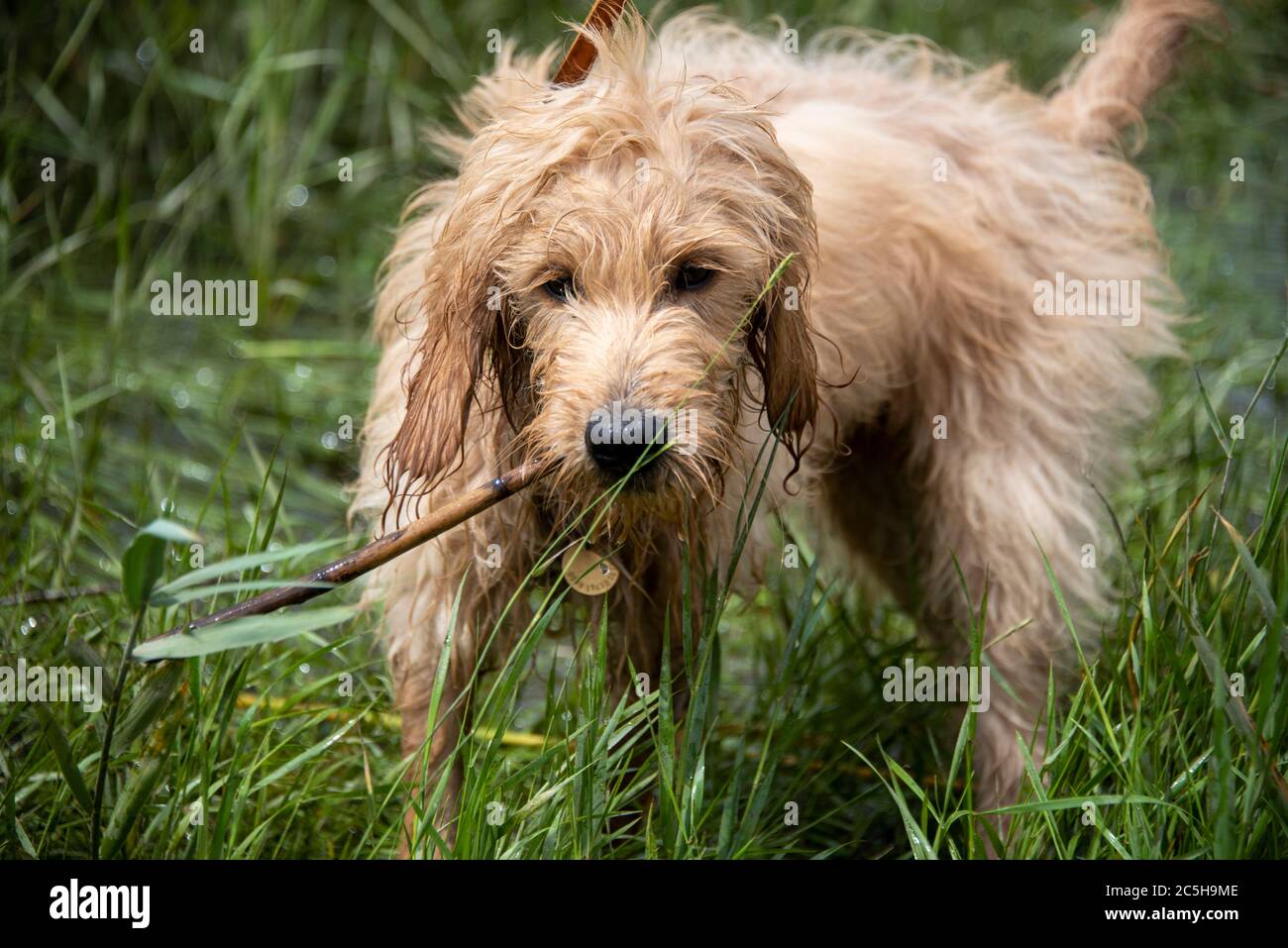 Magdebourg, Allemagne. 28 juin 2020. Un mini-Goldendoodle humide est debout dans un pré. Credit: Stephan Schulz/dpa-Zentralbild/ZB/dpa/Alay Live News Banque D'Images