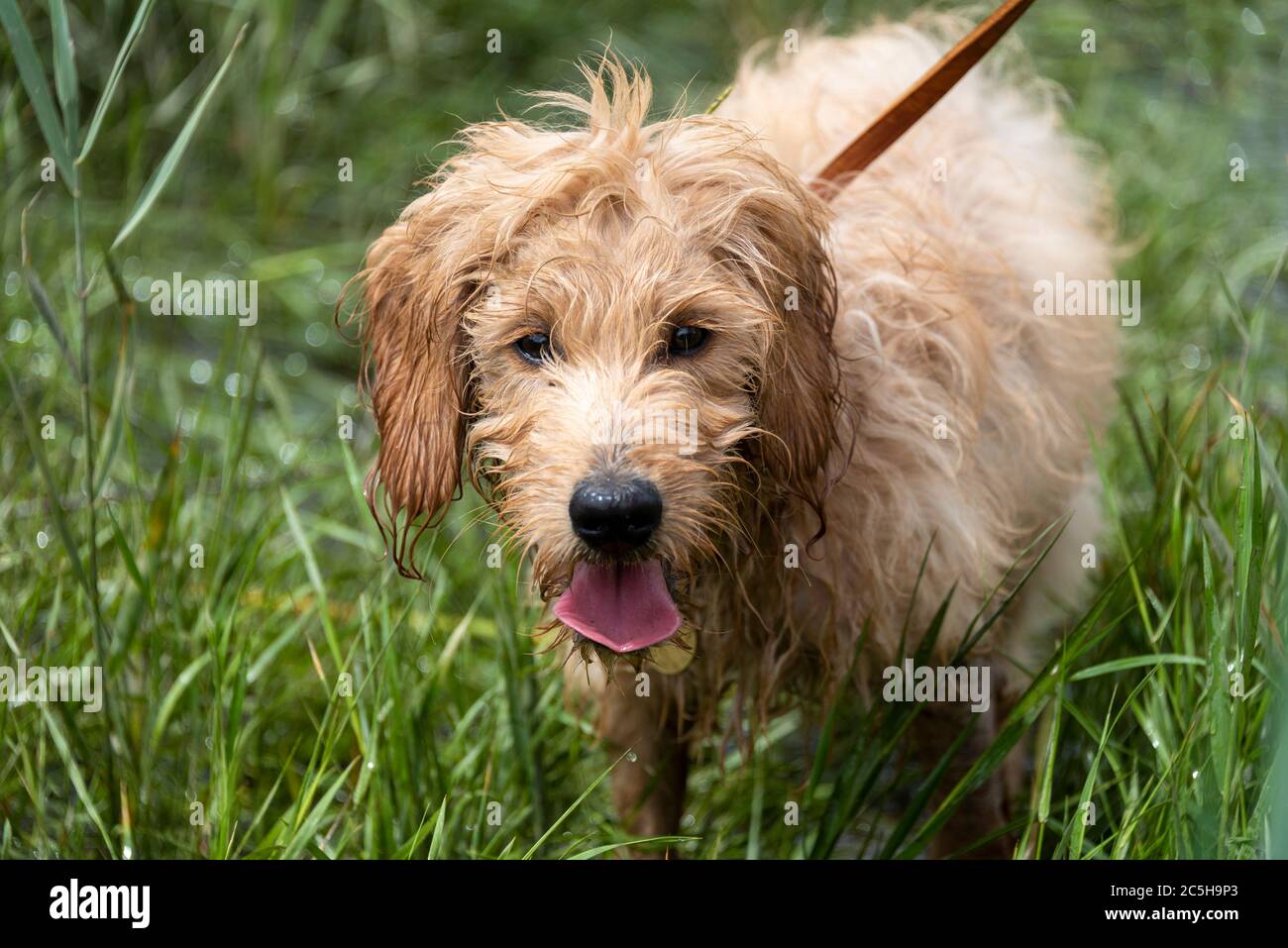 Magdebourg, Allemagne. 28 juin 2020. Un mini-Goldendoodle humide est debout dans un pré. Credit: Stephan Schulz/dpa-Zentralbild/ZB/dpa/Alay Live News Banque D'Images