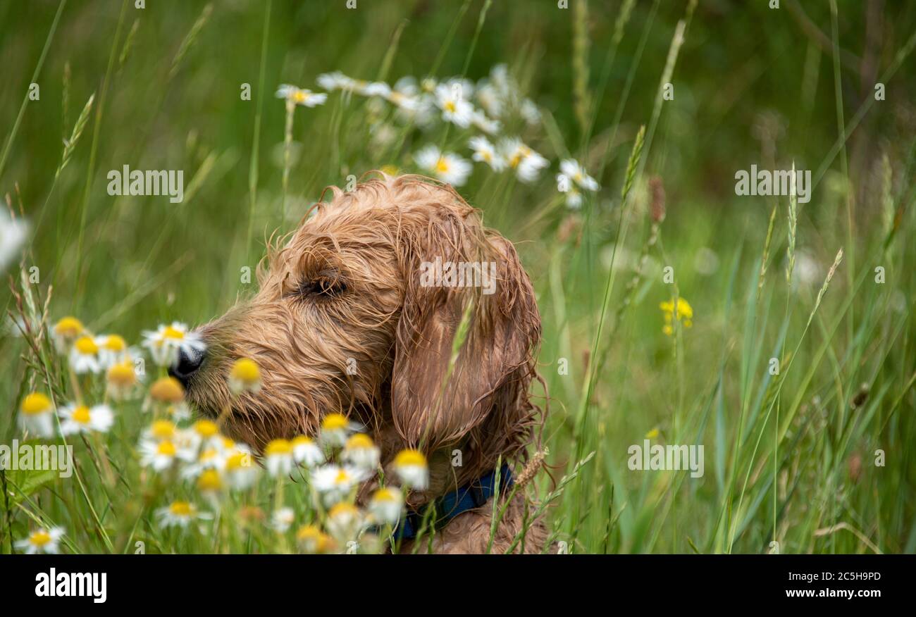 Magdebourg, Allemagne. 28 juin 2020. Un mini Goldendoodle humide est assis dans un pré avec des plantes de camomille. Credit: Stephan Schulz/dpa-Zentralbild/ZB/dpa/Alay Live News Banque D'Images