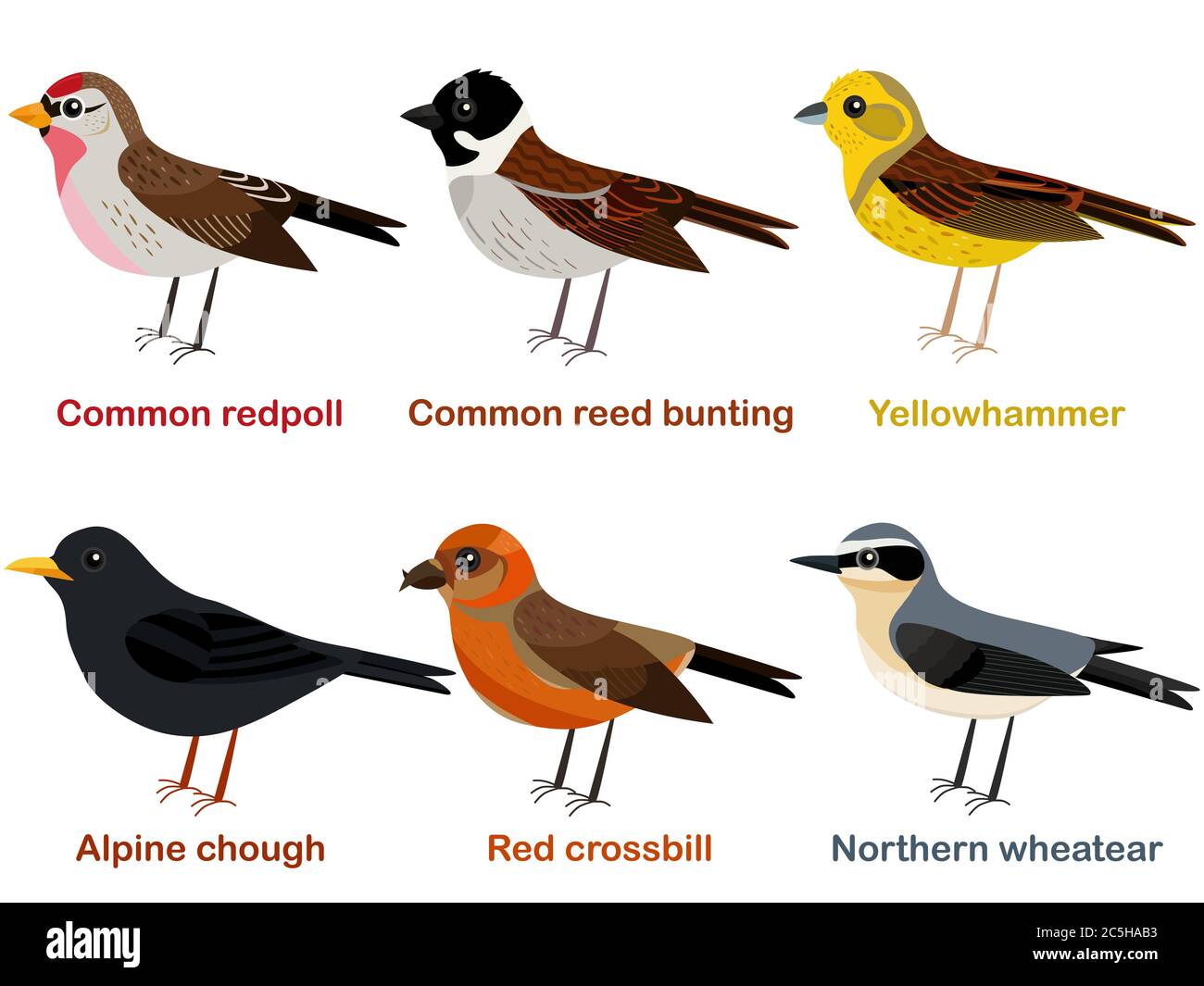 Scénario ensemble d'illustrations de dessins d'oiseaux européens mignons - poll commun, Chough alpin, Yellowhammer, Wheataear du Nord, crossbill rouge, roseau commun Illustration de Vecteur