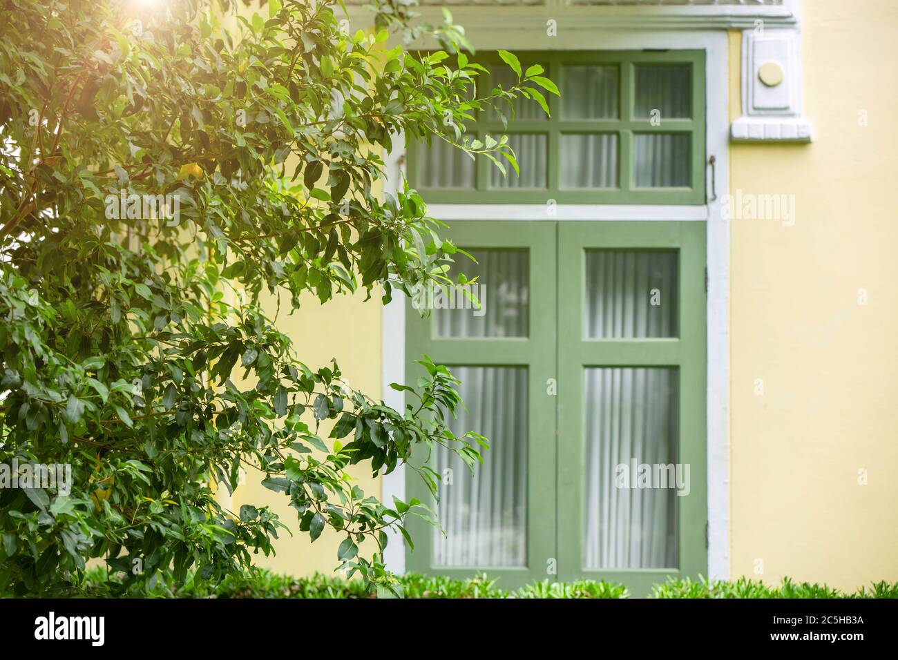Plante d'arbre verte à la maison fenêtres à l'extérieur pour le store de l'ozone frais refroidissement de la maison et économiser l'énergie coût bonne vie avec la nature. Banque D'Images