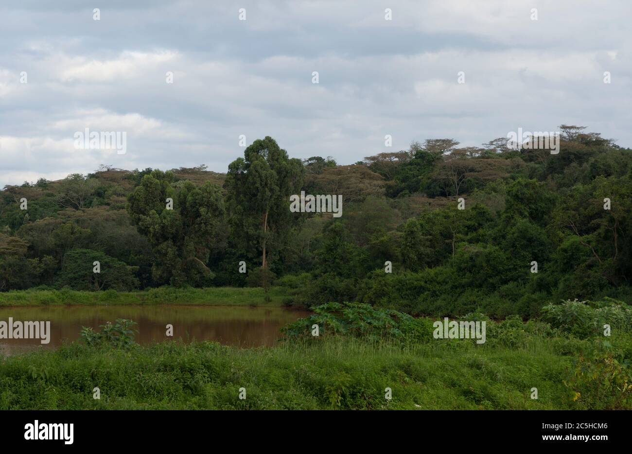 Arbres, course, Nairobi, Kenya 18 mai 2018Regardez le sanctuaire de la forêt de Ngong à côté du champ de courses de Nairobi, Ngong Road, Ngong Forest Sanctua Banque D'Images