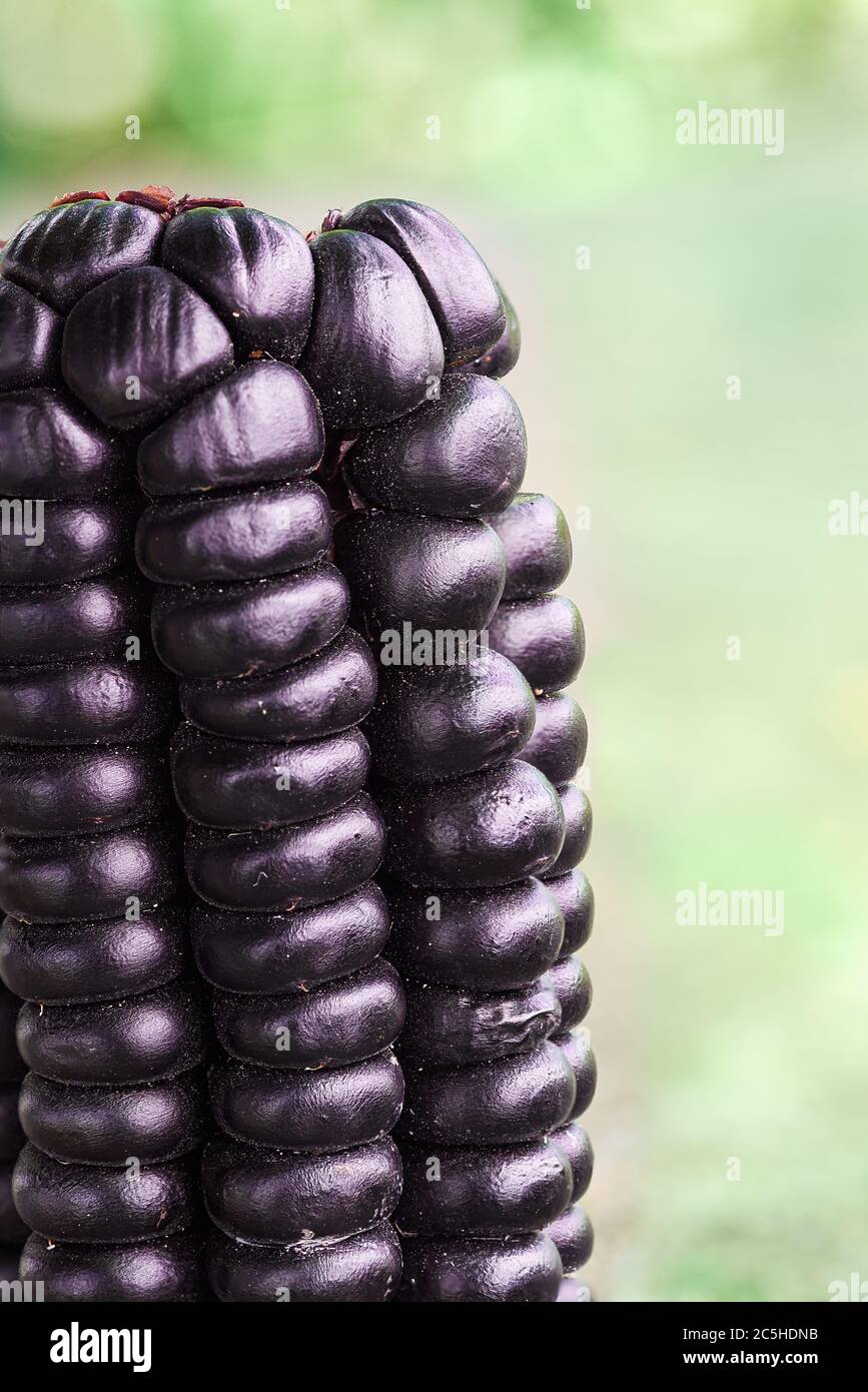 détails d'un maïs violet péruvien, zea mays l, sur une table en pierre par un jour ensoleillé Banque D'Images